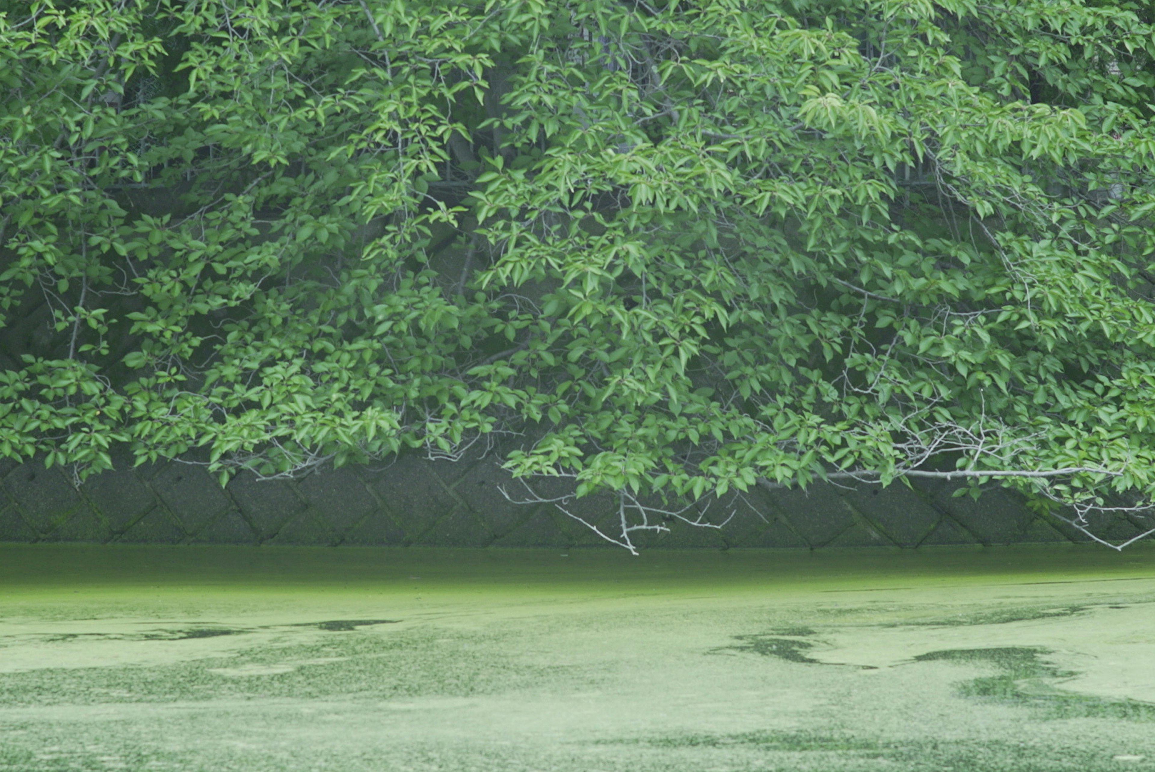 Lush green trees above a calm body of water