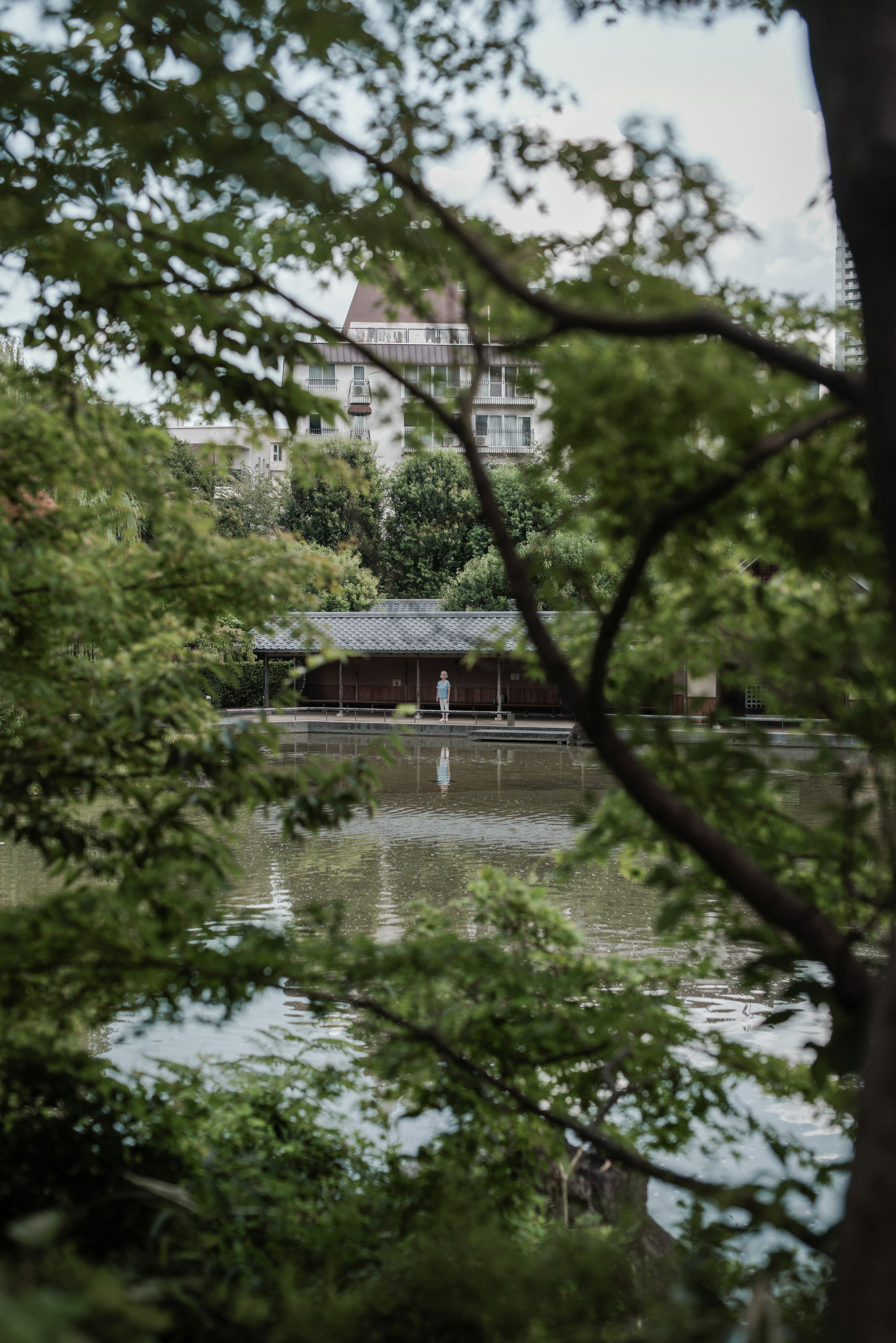 宁静的池塘被郁郁葱葱的绿树环绕，背景有一座建筑