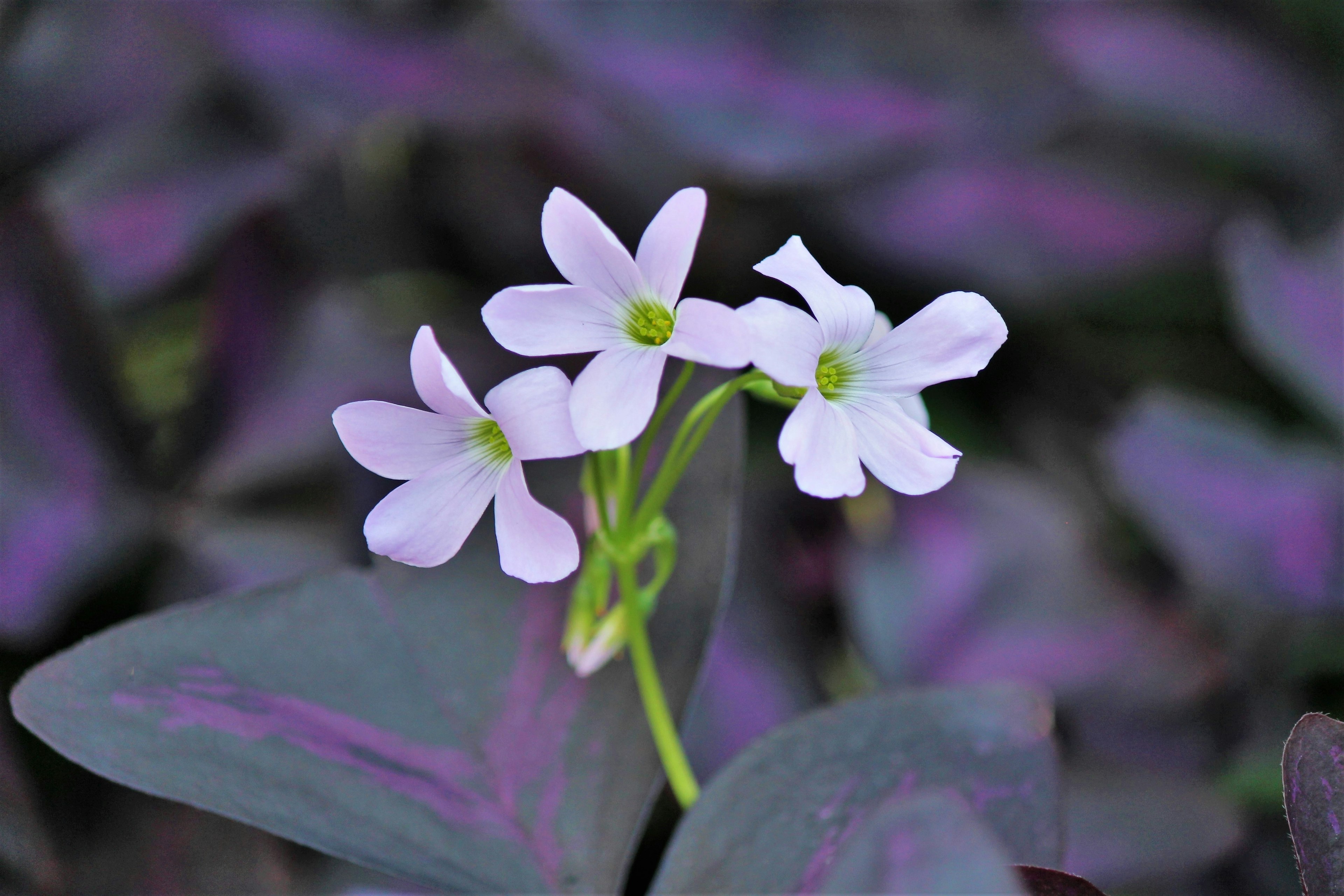 Close-up of white flowers blooming among purple leaves