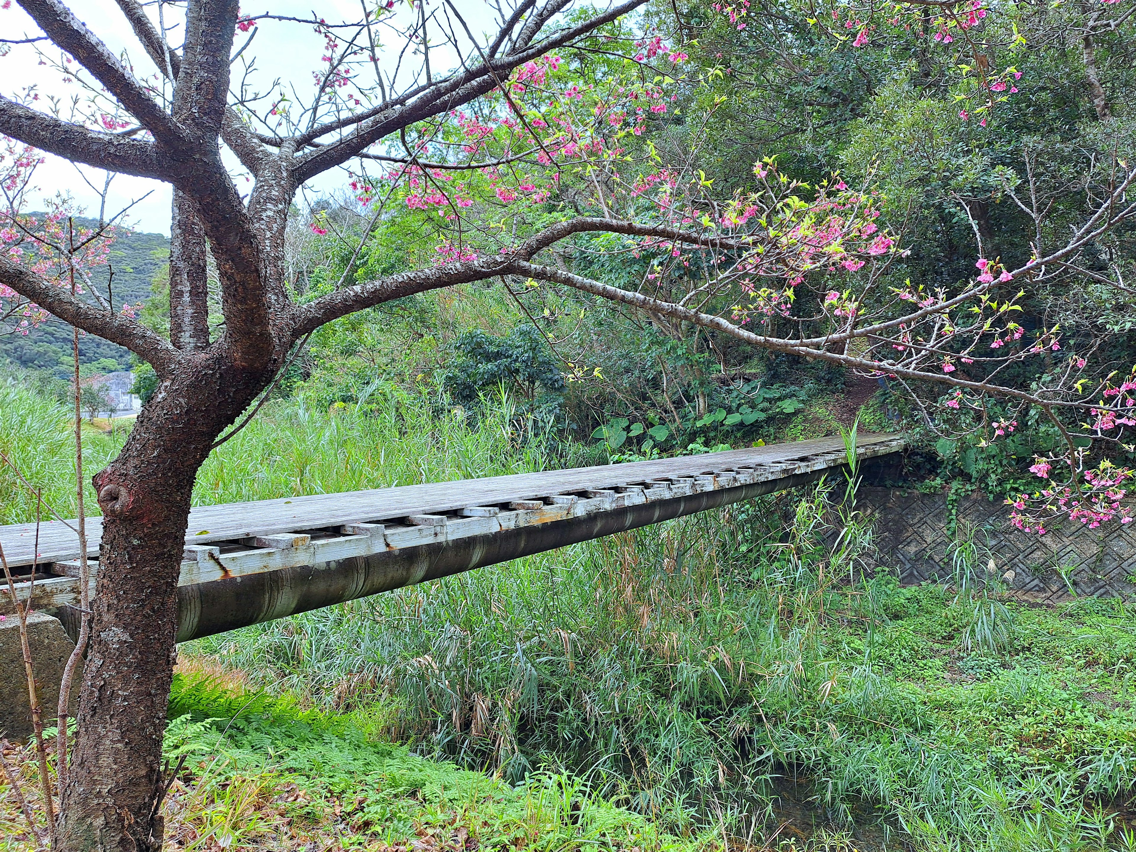 Jembatan kayu dikelilingi oleh pepohonan hijau dan bunga sakura