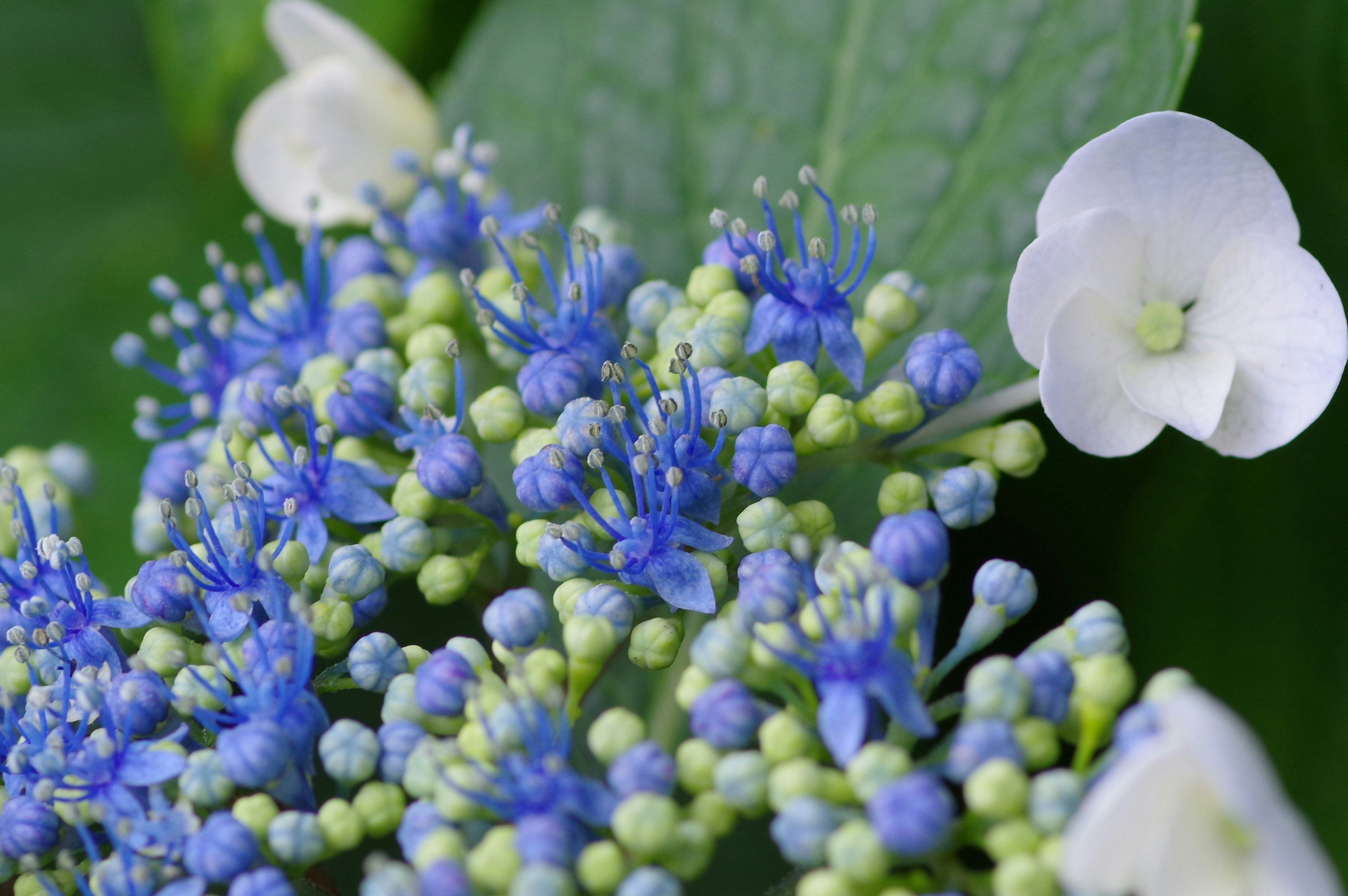 Close-up of hydrangea flowers featuring blue and white blooms