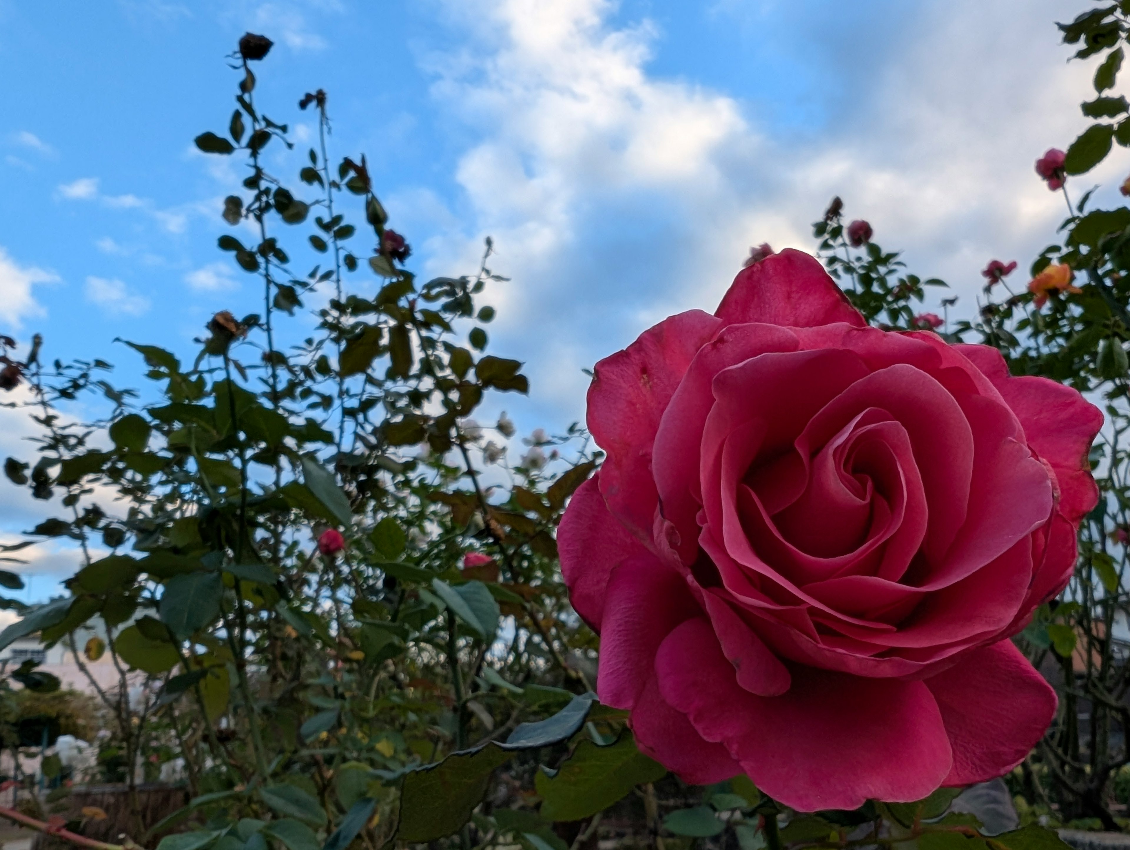 青空を背景にした赤いバラの花が咲いている