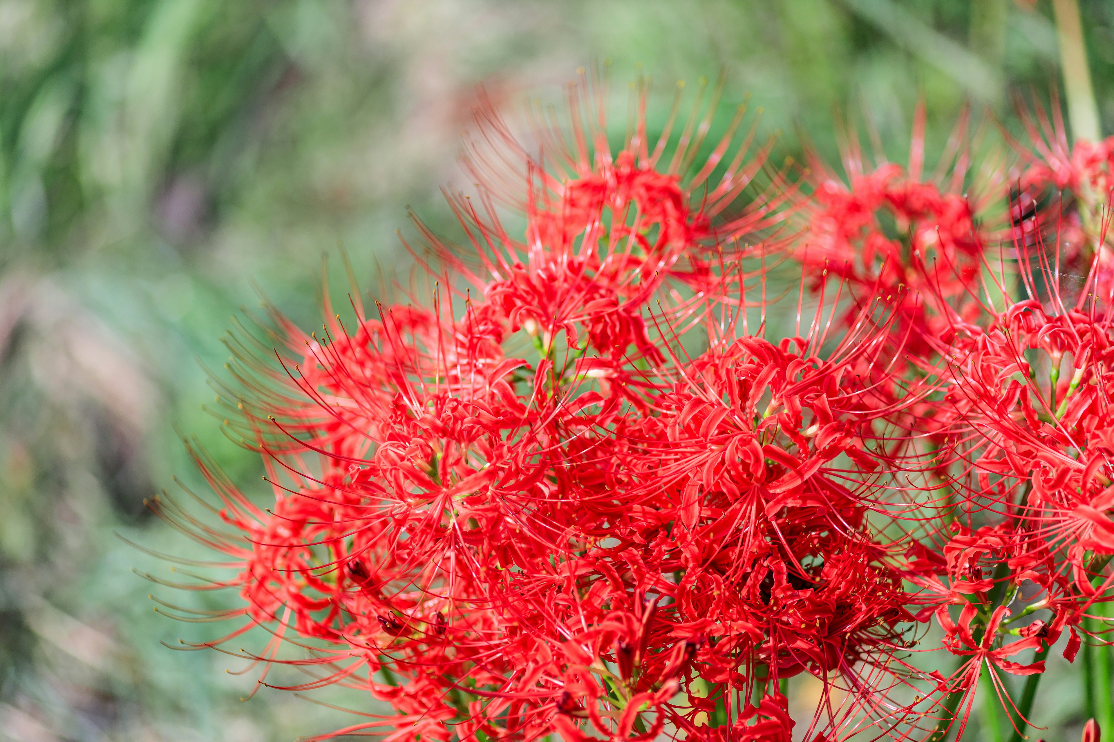 Bunte rote Spinnenlilienblüten in voller Blüte