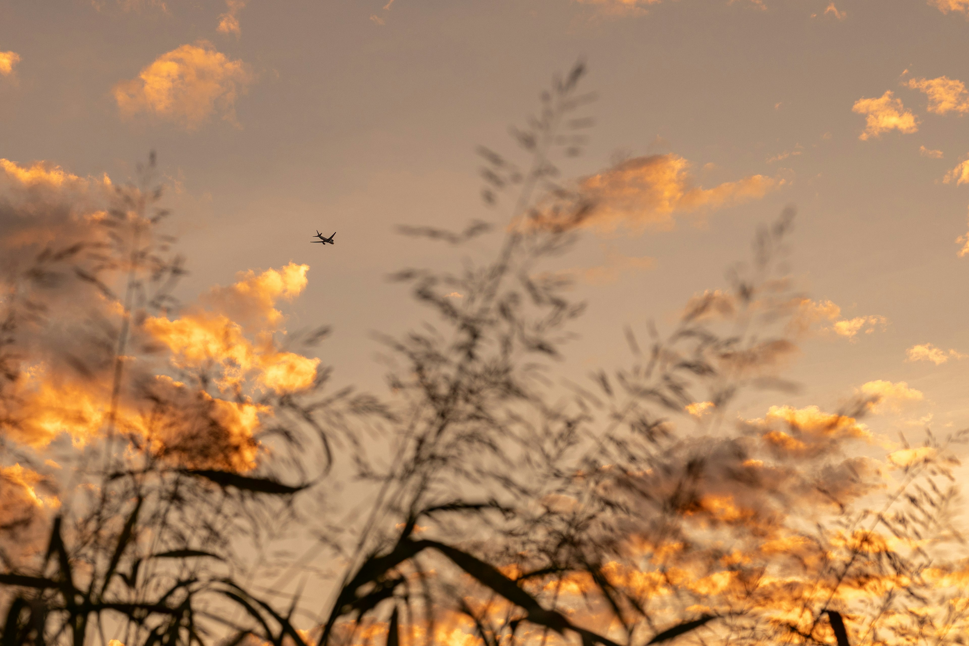 Silueta de hierba contra un cielo de atardecer