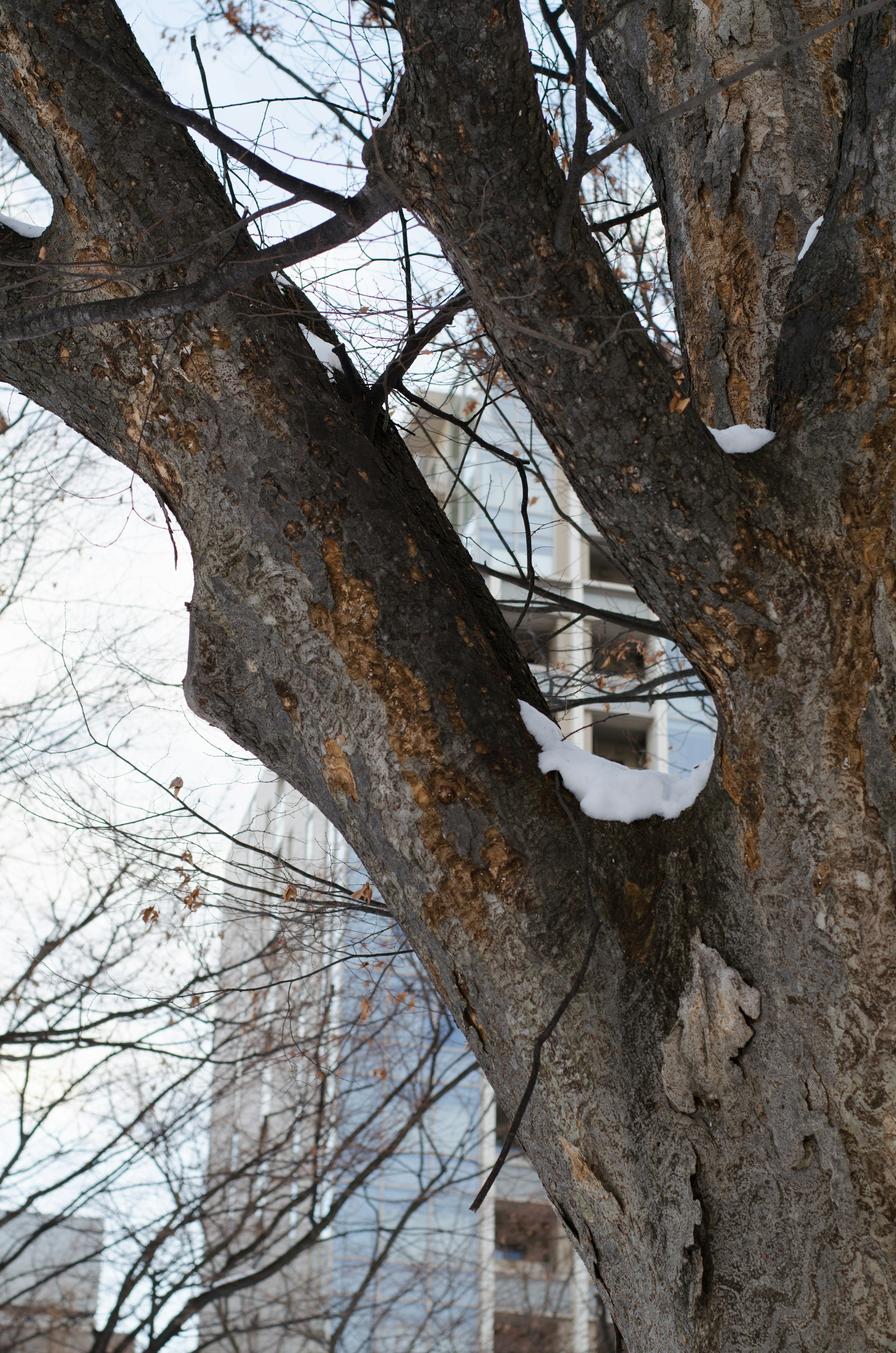 Tronco de árbol con nieve y edificios urbanos de fondo