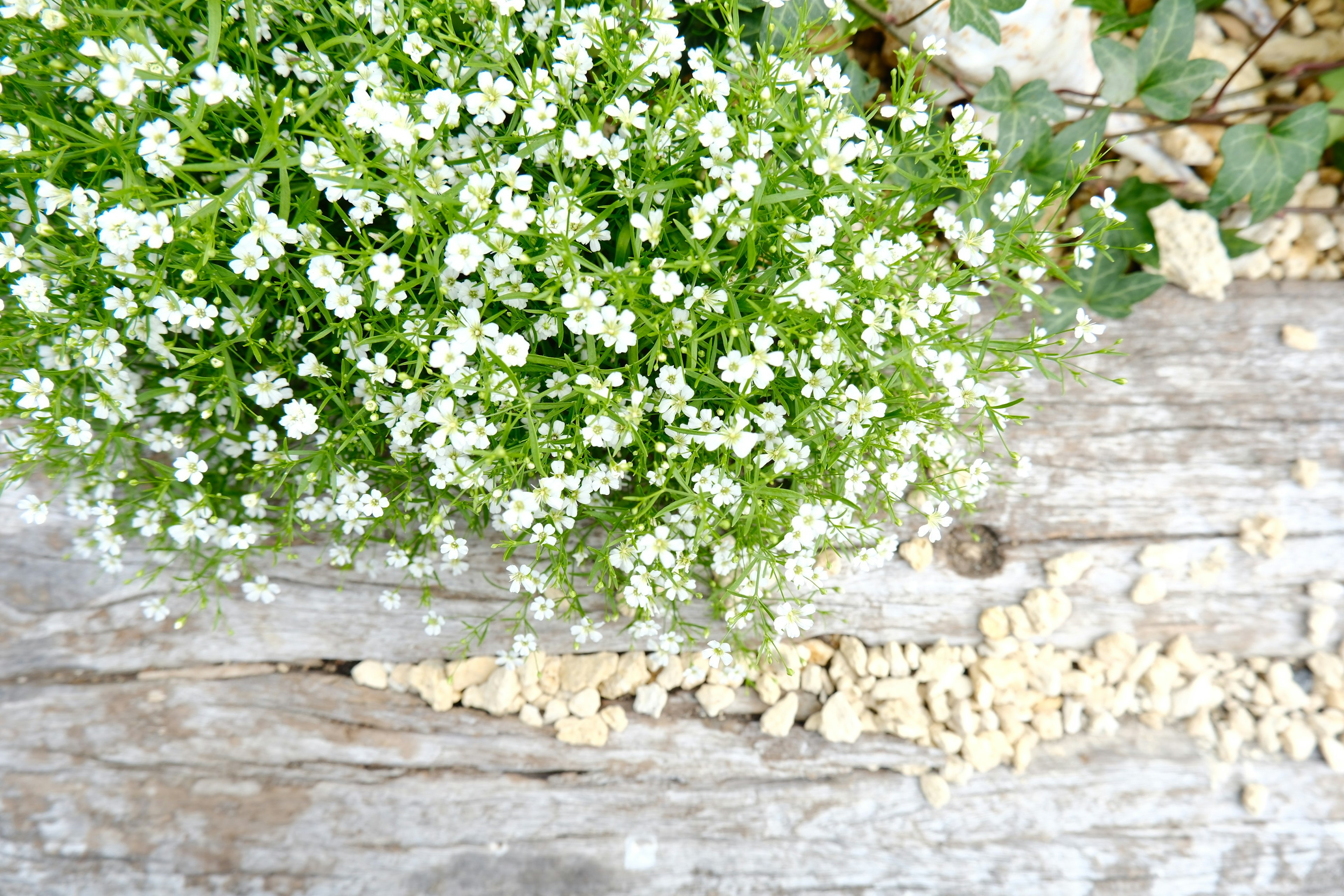 緑の植物と小さな白い花が木のログの上にある