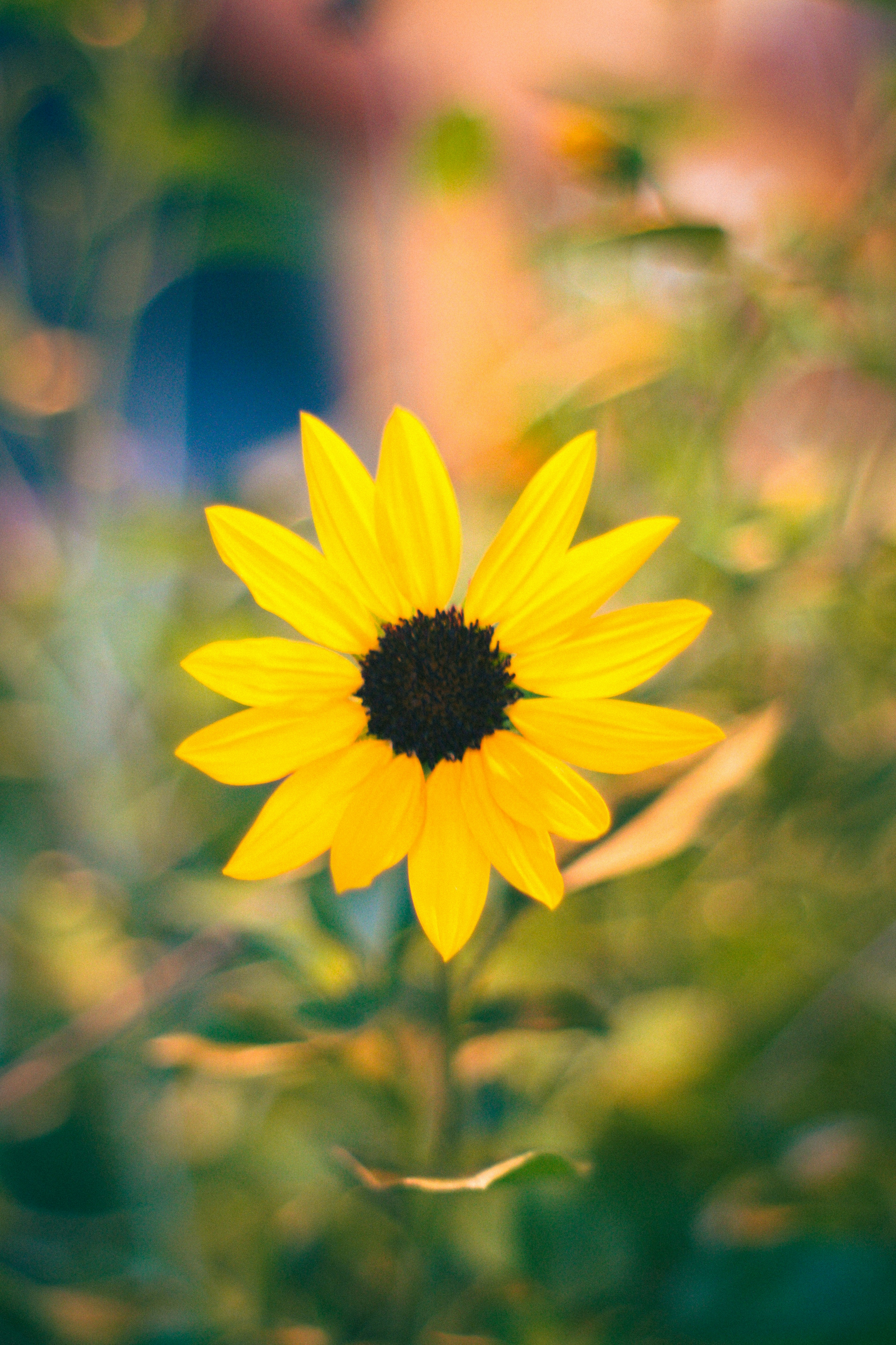 Girasole giallo vibrante che si erge su uno sfondo verde