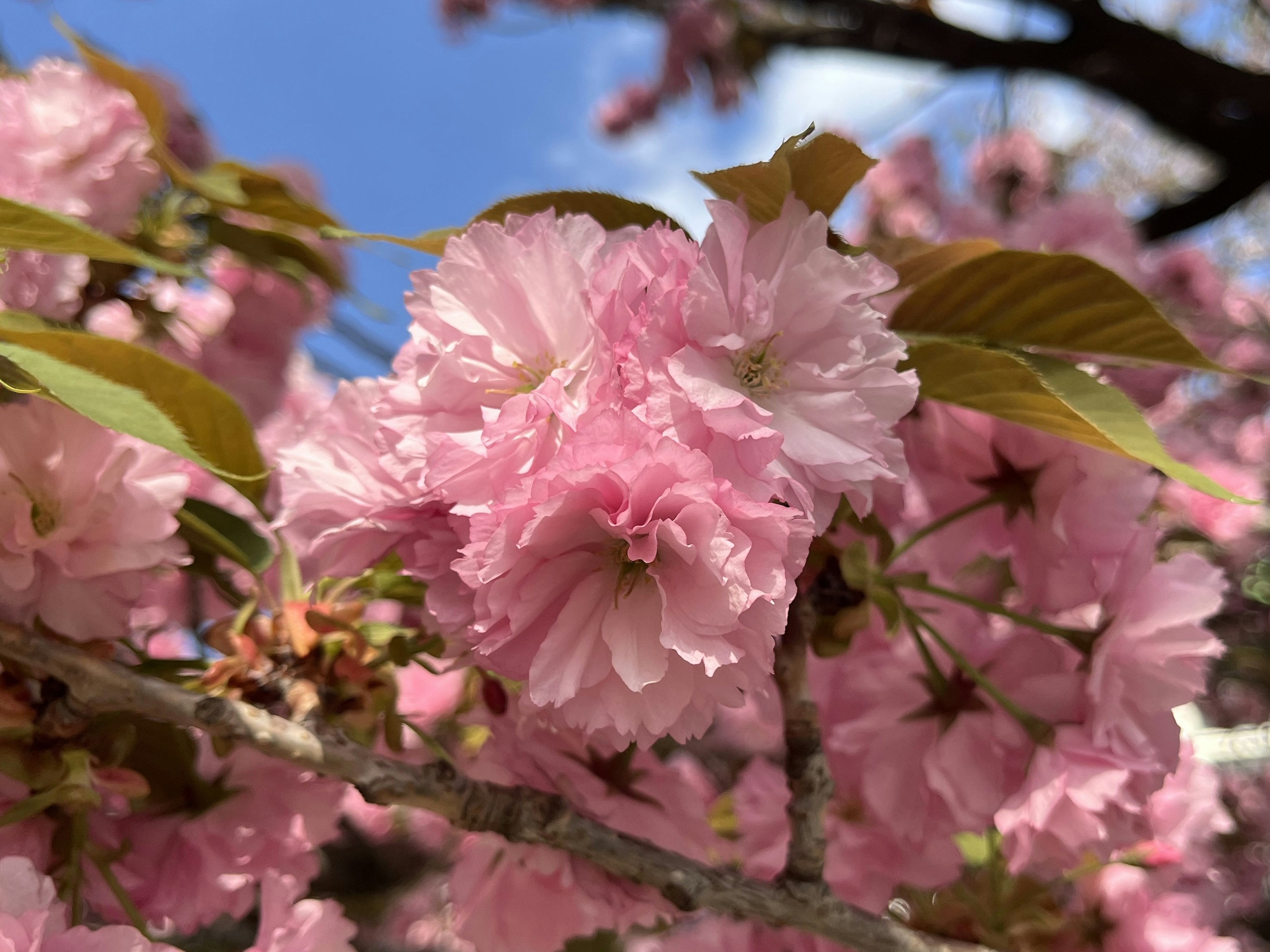 Nahaufnahme von Kirschblüten mit sanften rosa Blütenblättern und grünen Blättern