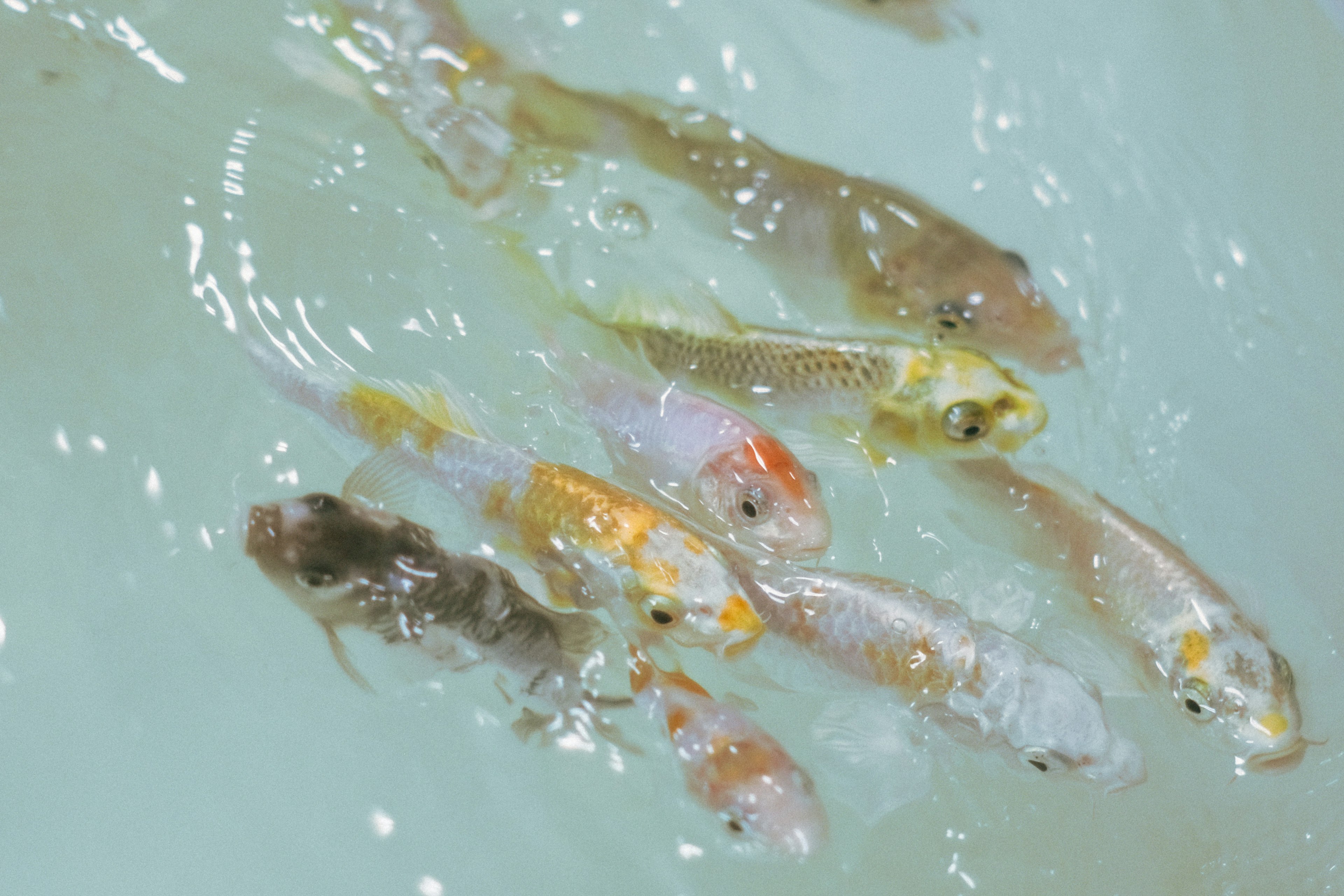 水中で泳ぐカラフルな魚たちの群れ