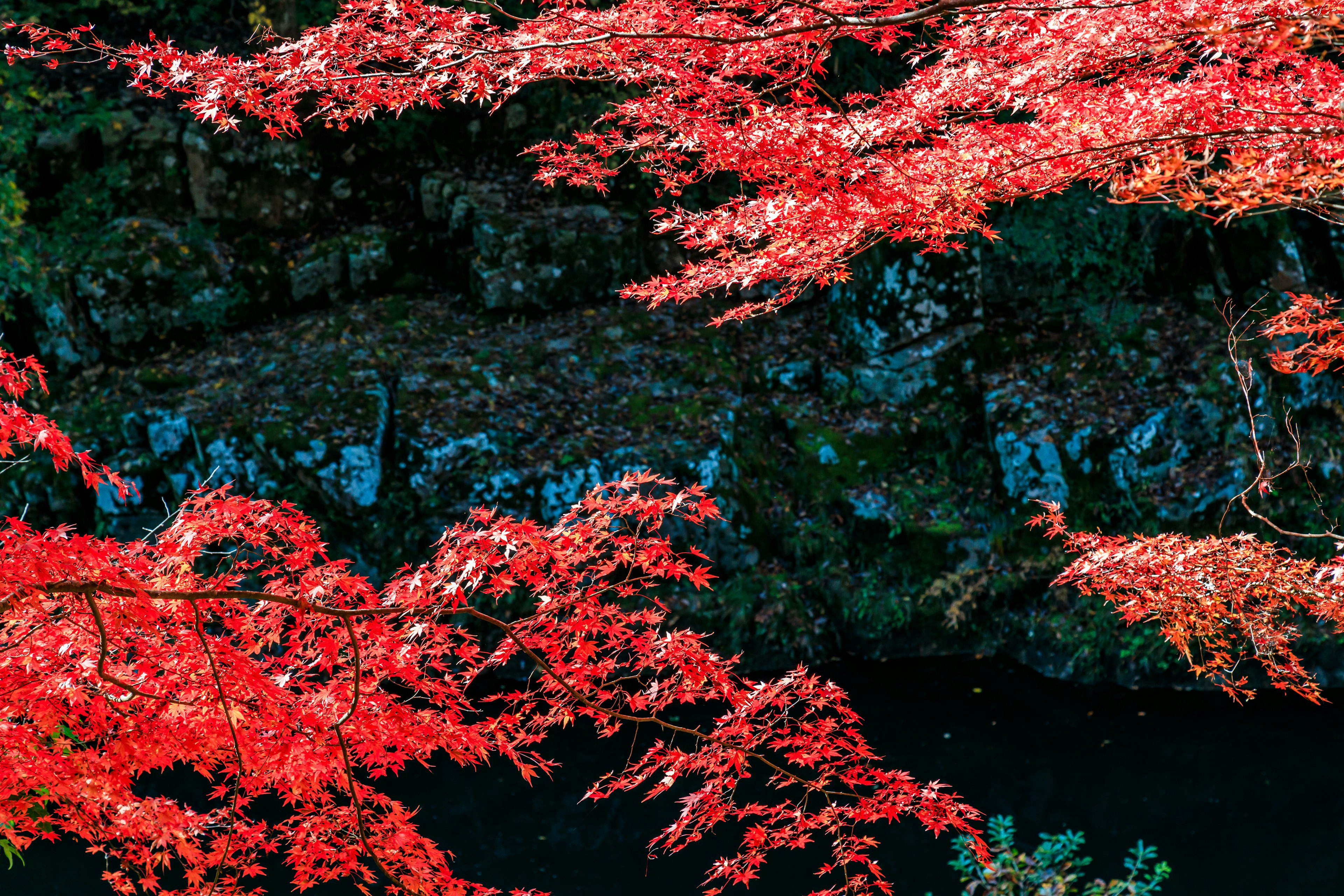 Beautiful scene of red leaves and water surface