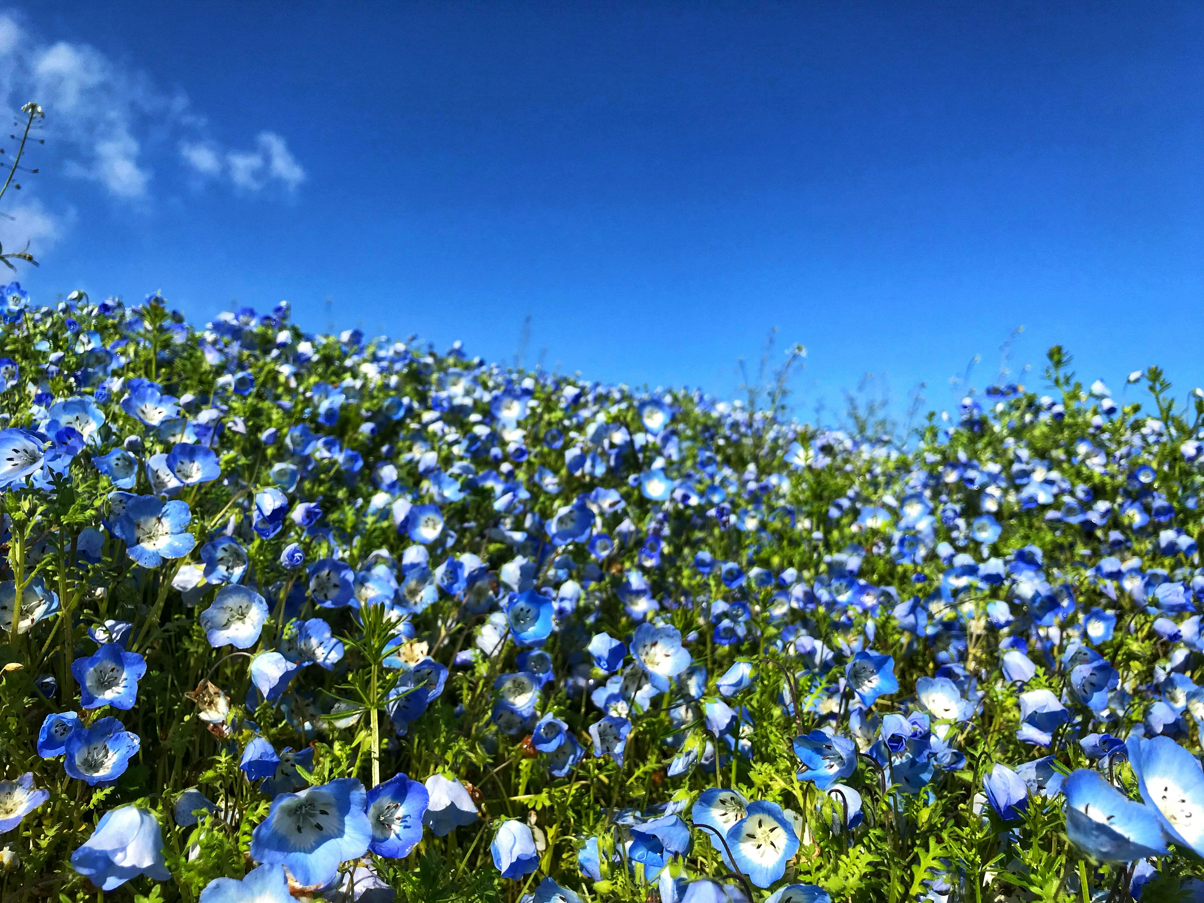 Un amplio campo de flores azules bajo un cielo azul claro