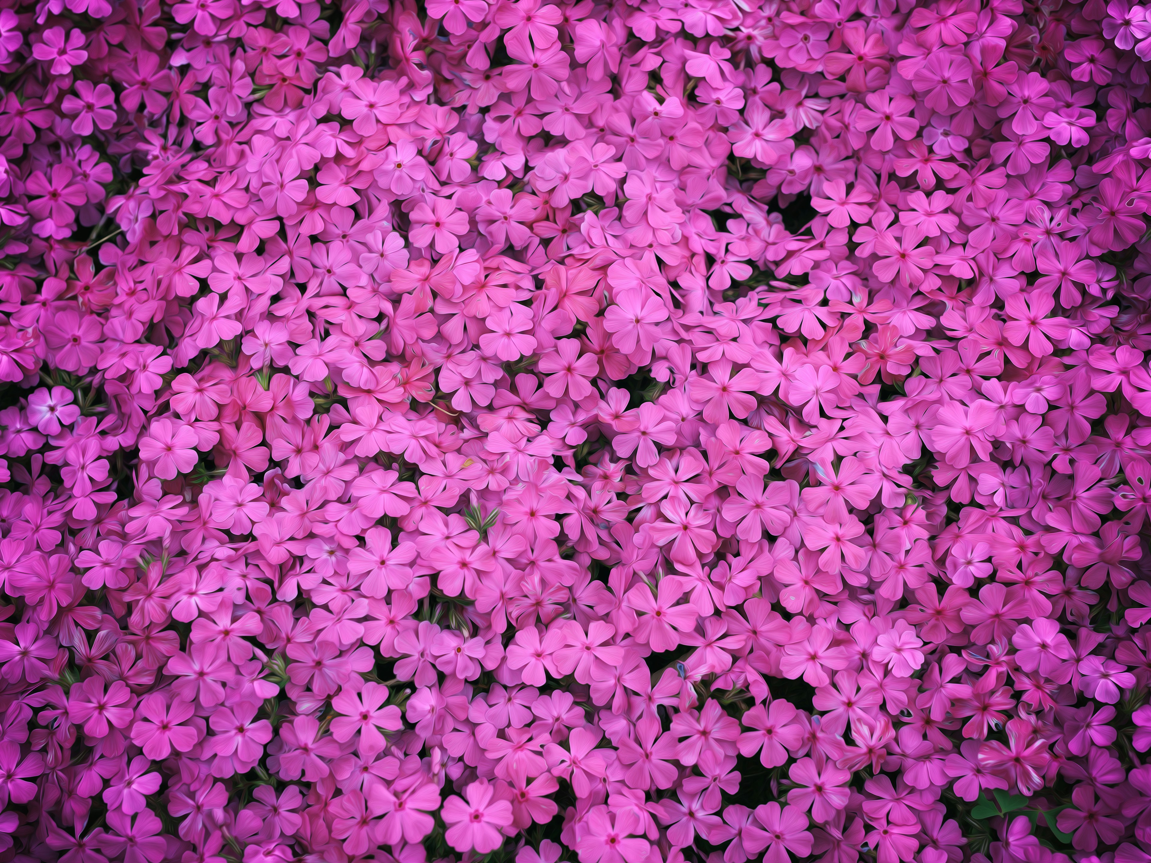 鮮やかなピンク色の花が密集した美しい風景