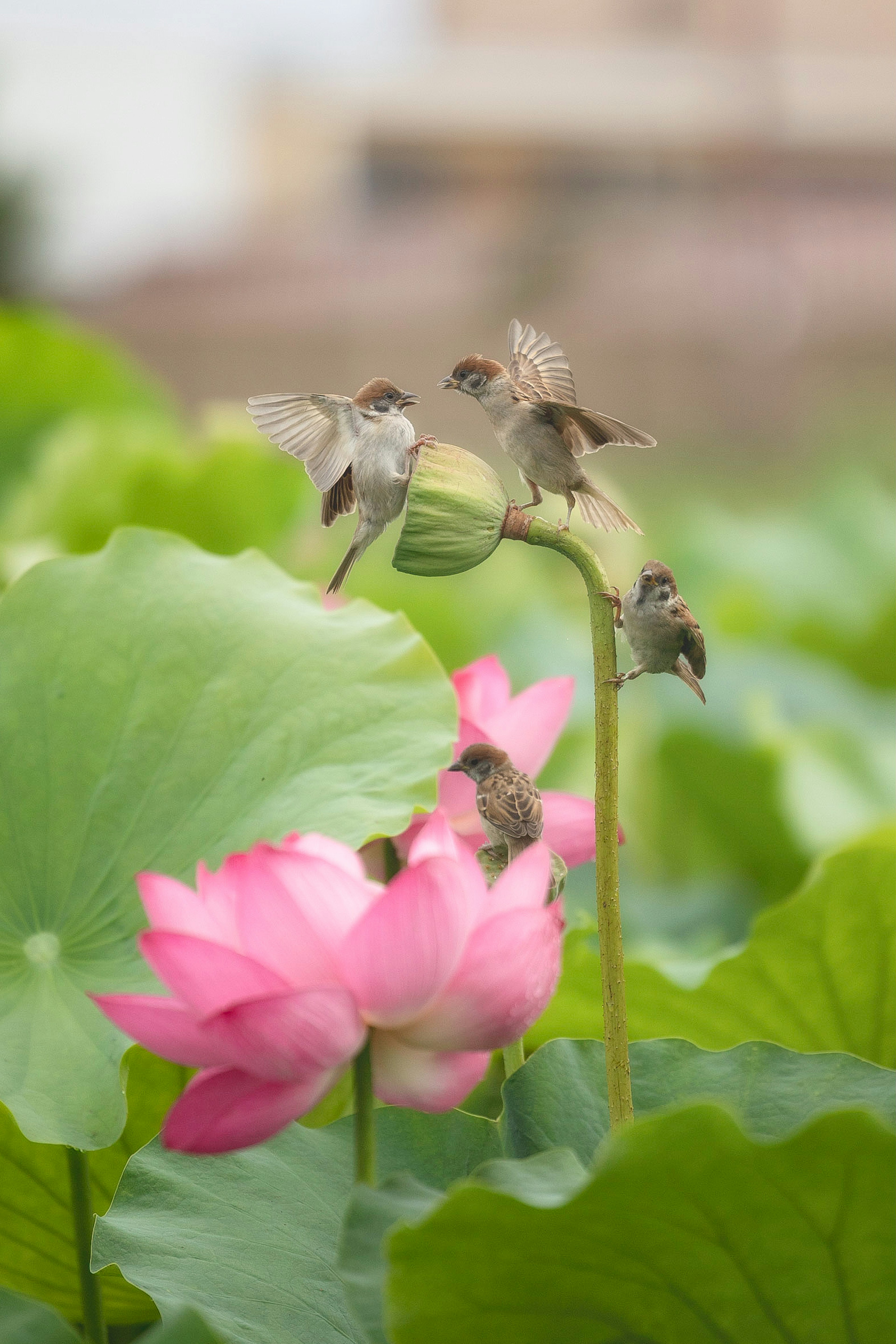 美しい蓮の花の周りにいる小さな鳥たちの群れ