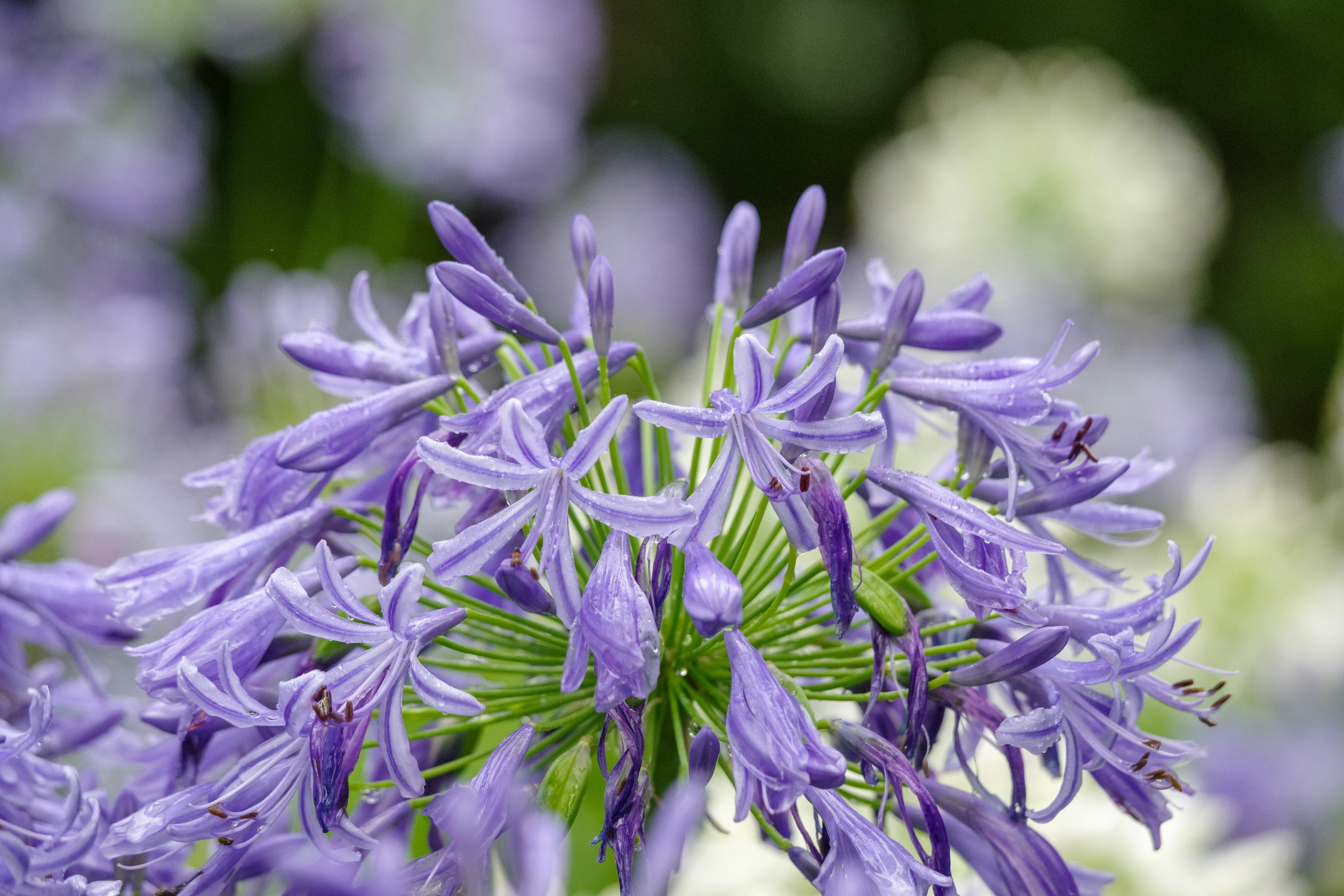 Nahaufnahme von schönen Clustern lila Blumen