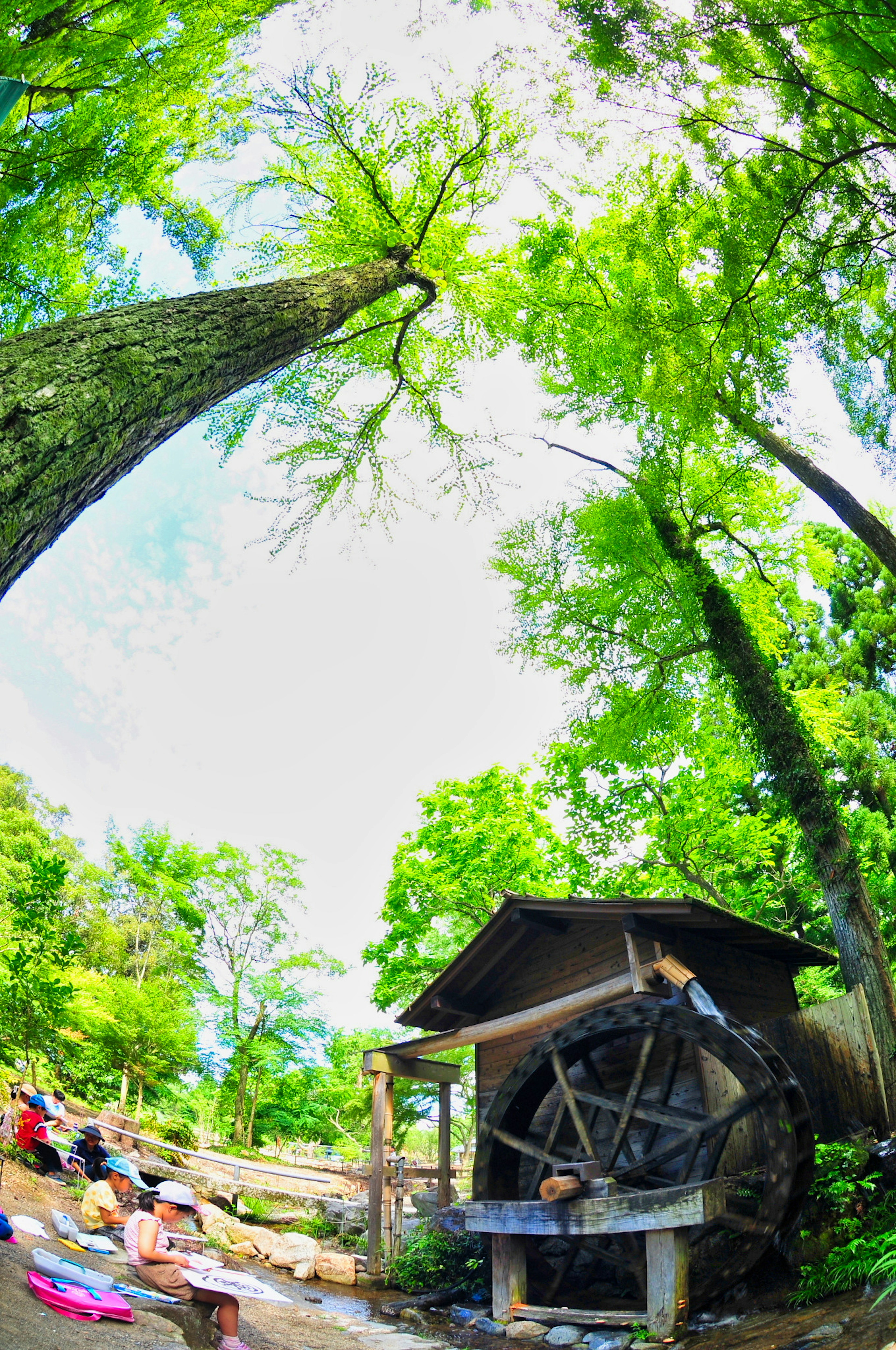 Scenic view of a watermill surrounded by lush green trees