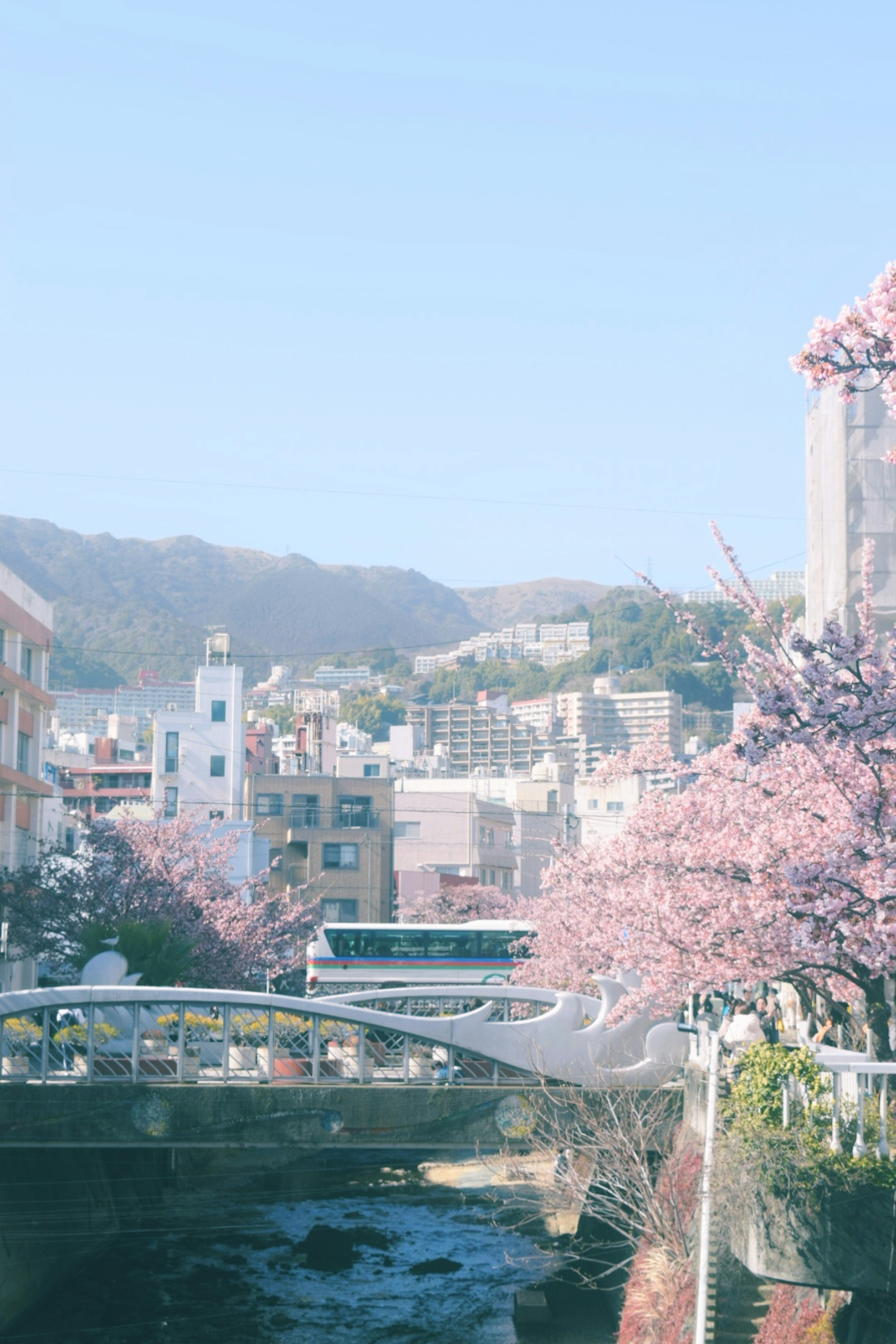 Scenic view of cherry blossoms along a river with buildings in the background