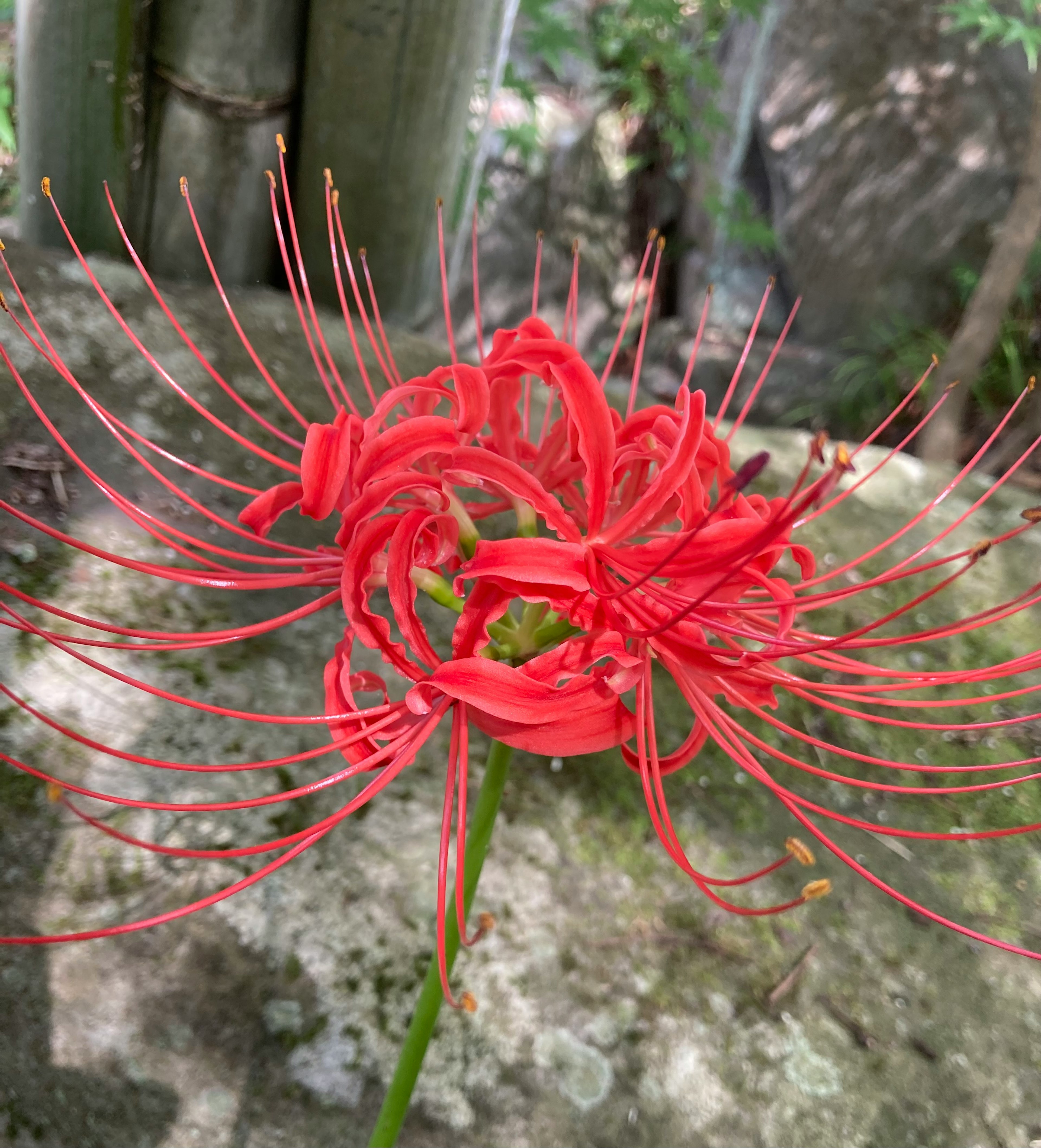 赤い花が独特な形で咲いている様子