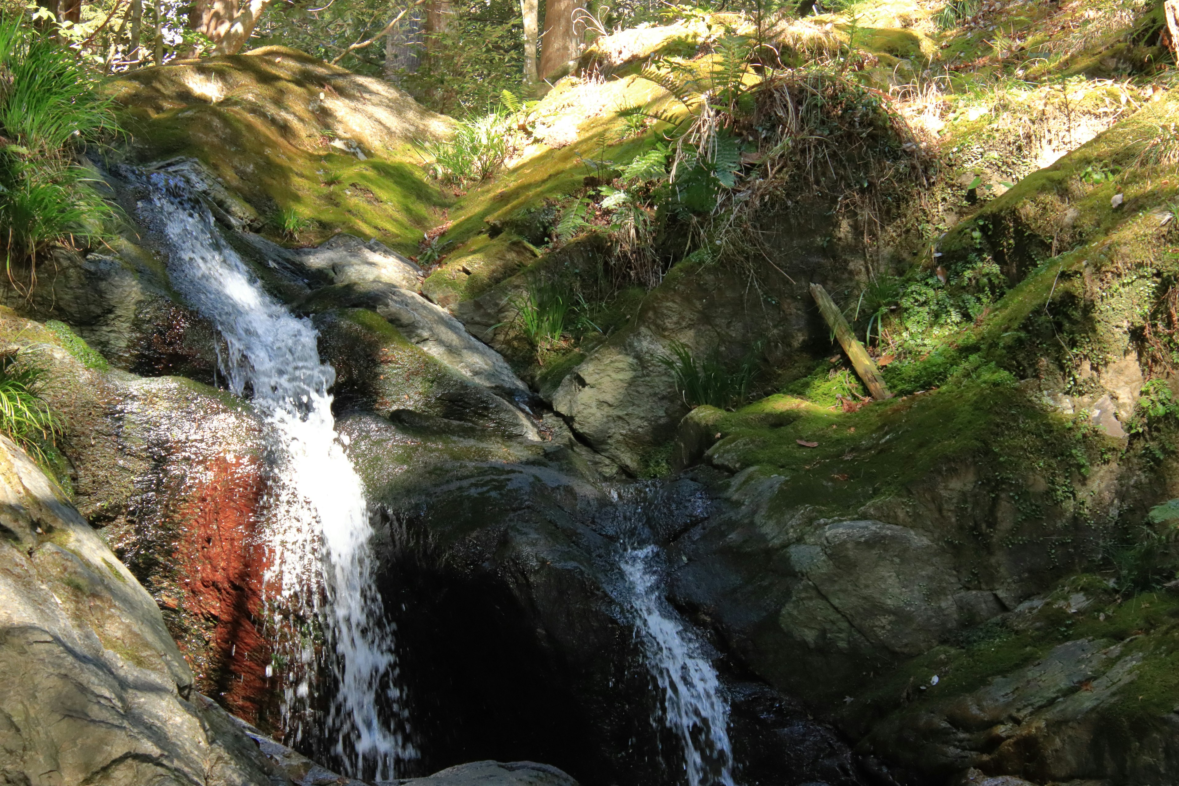 Un ruscello sereno che scorre tra una vegetazione lussureggiante e un terreno roccioso