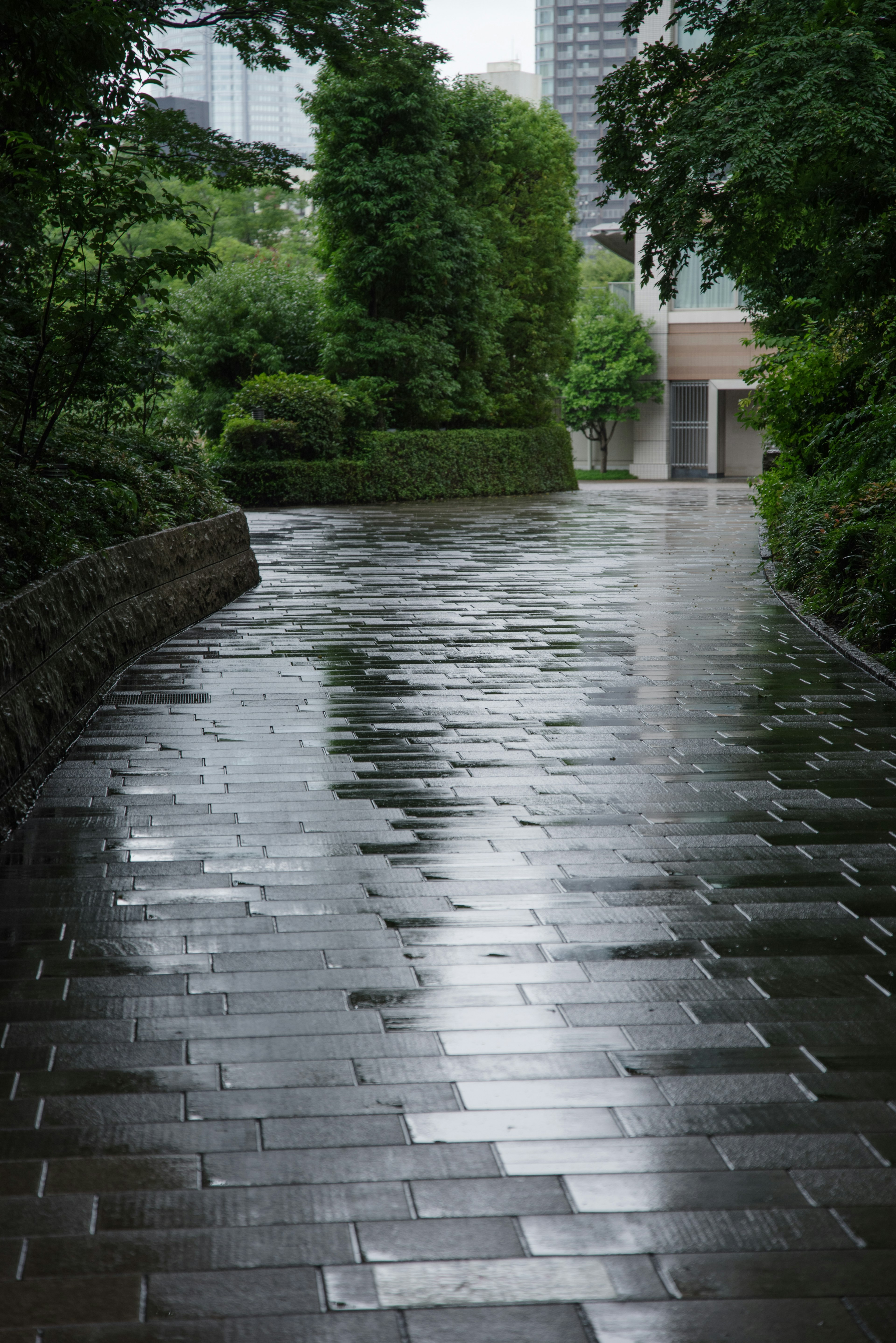 被绿树环绕的铺砌小路，因雨而湿