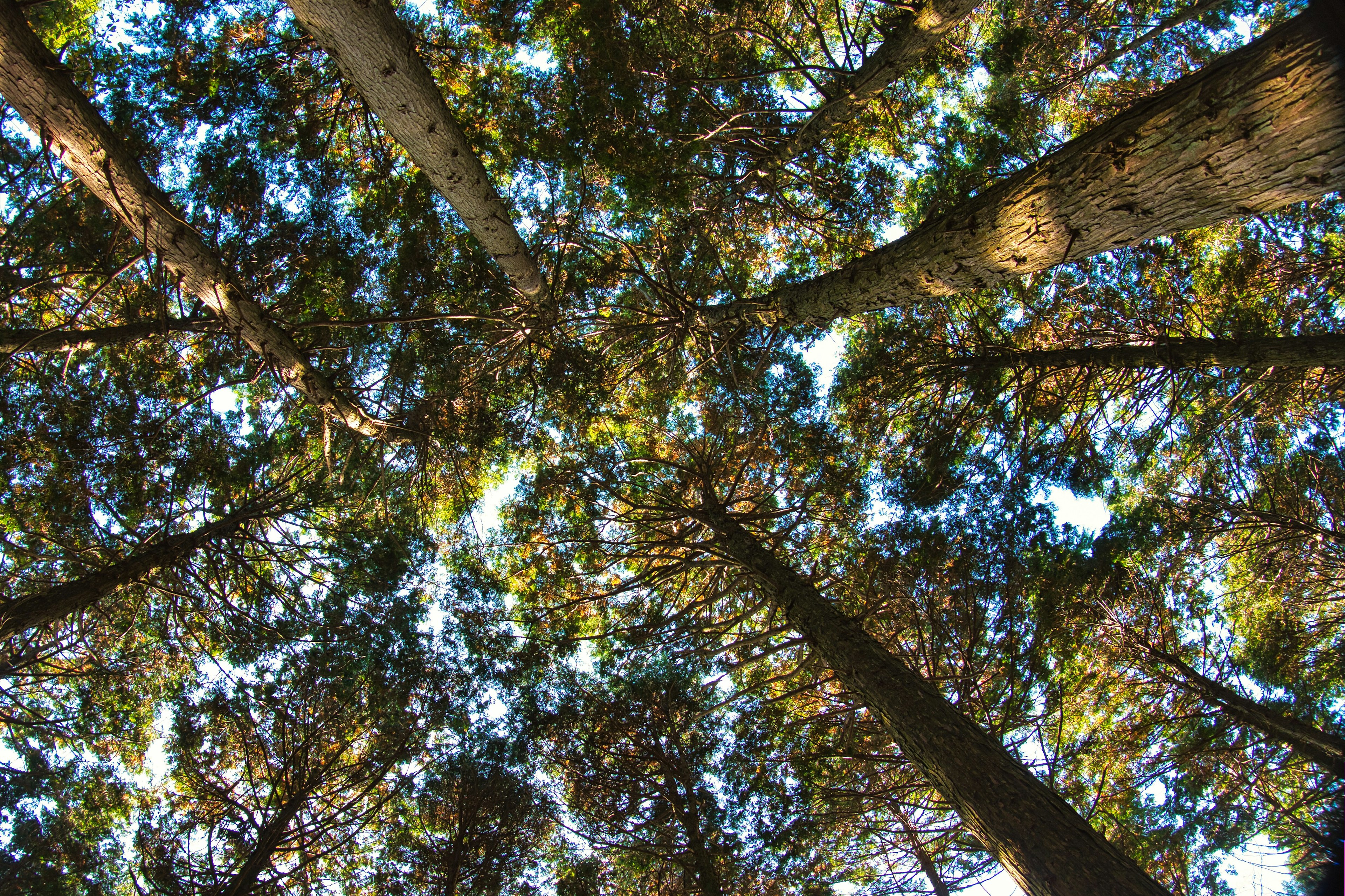 Vue du ciel à travers les branches d'arbres avec des feuilles vertes et un ciel bleu