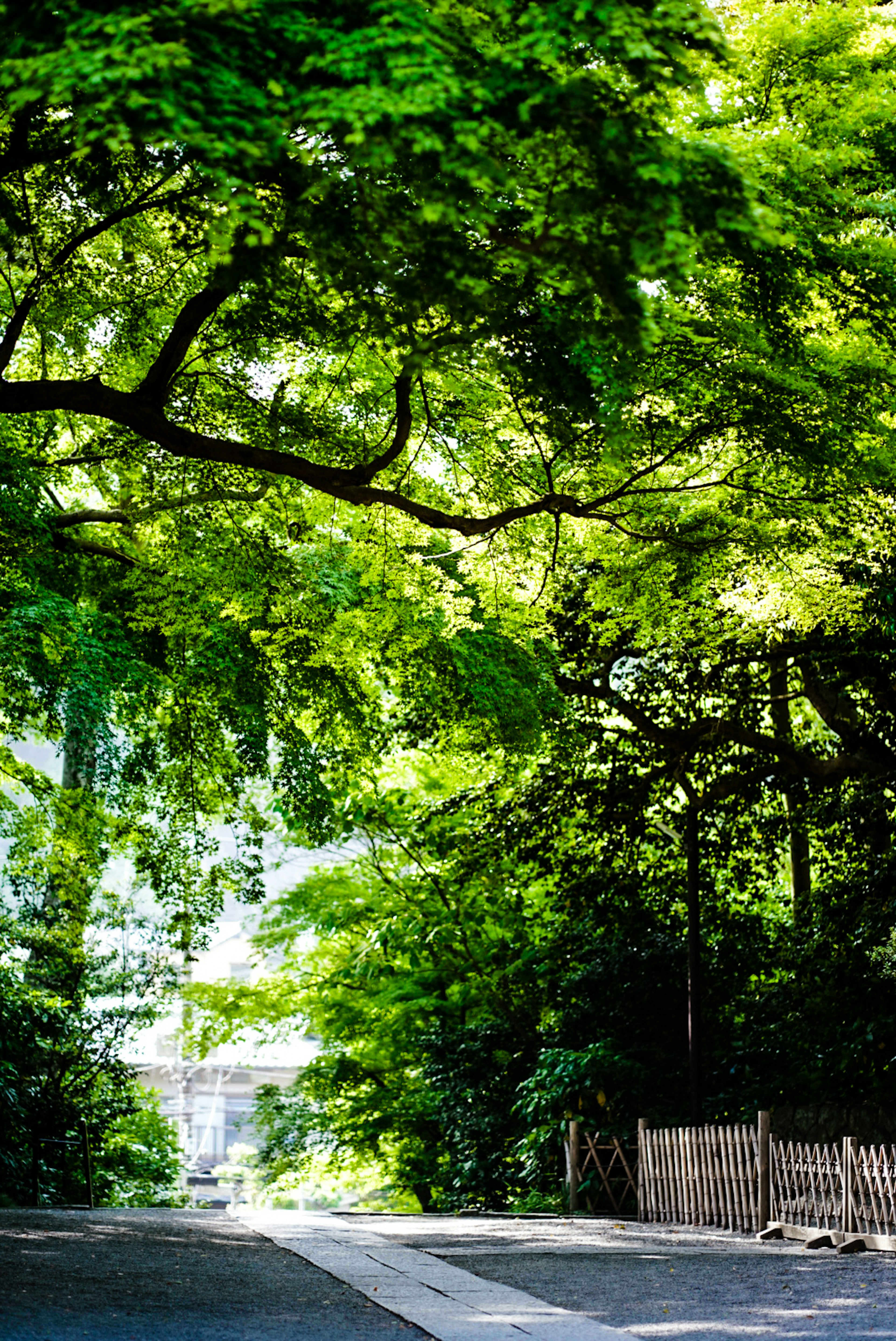 緑豊かな木々が覆う道の風景