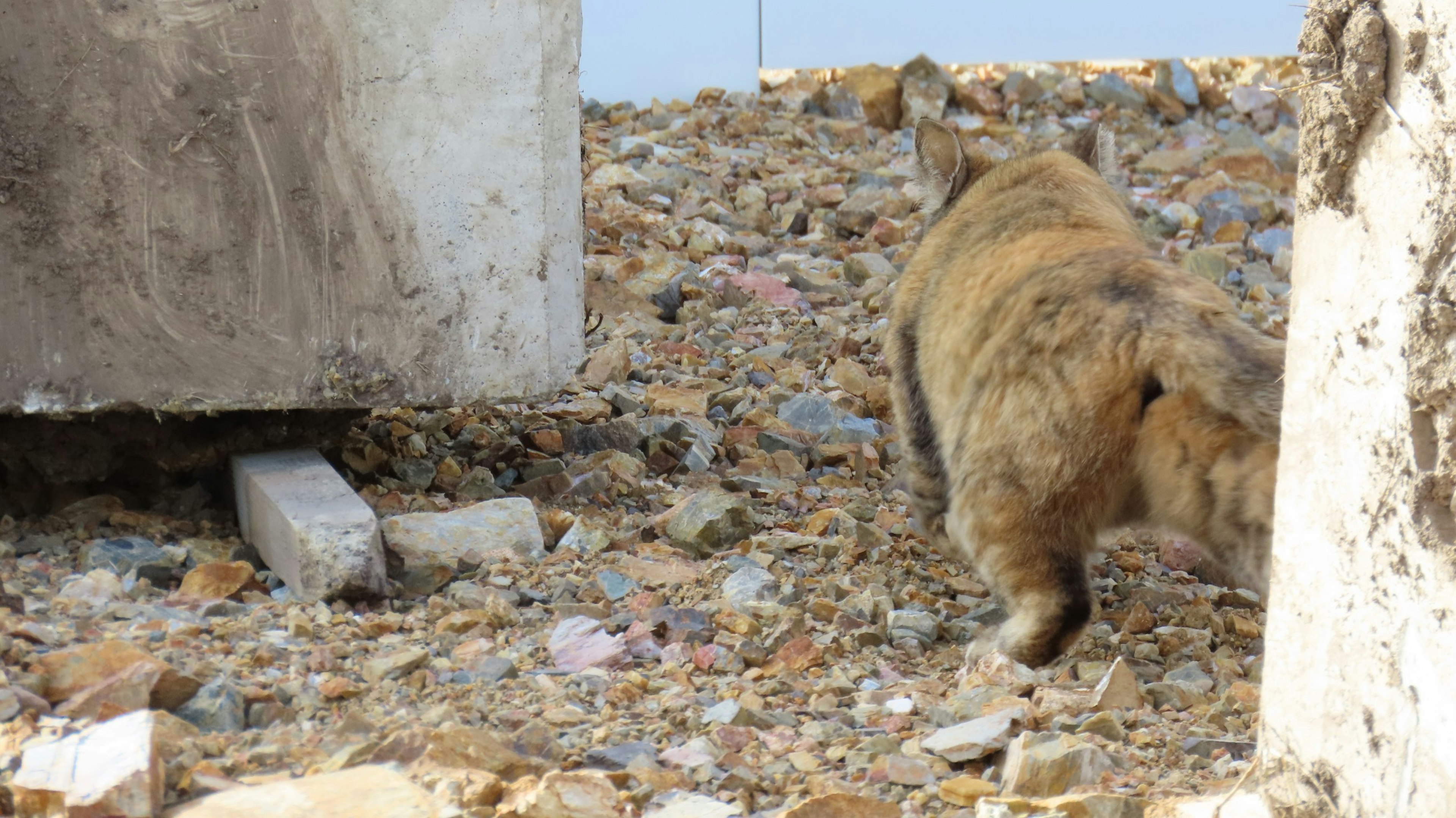 Brown animal walking in a debris-filled area