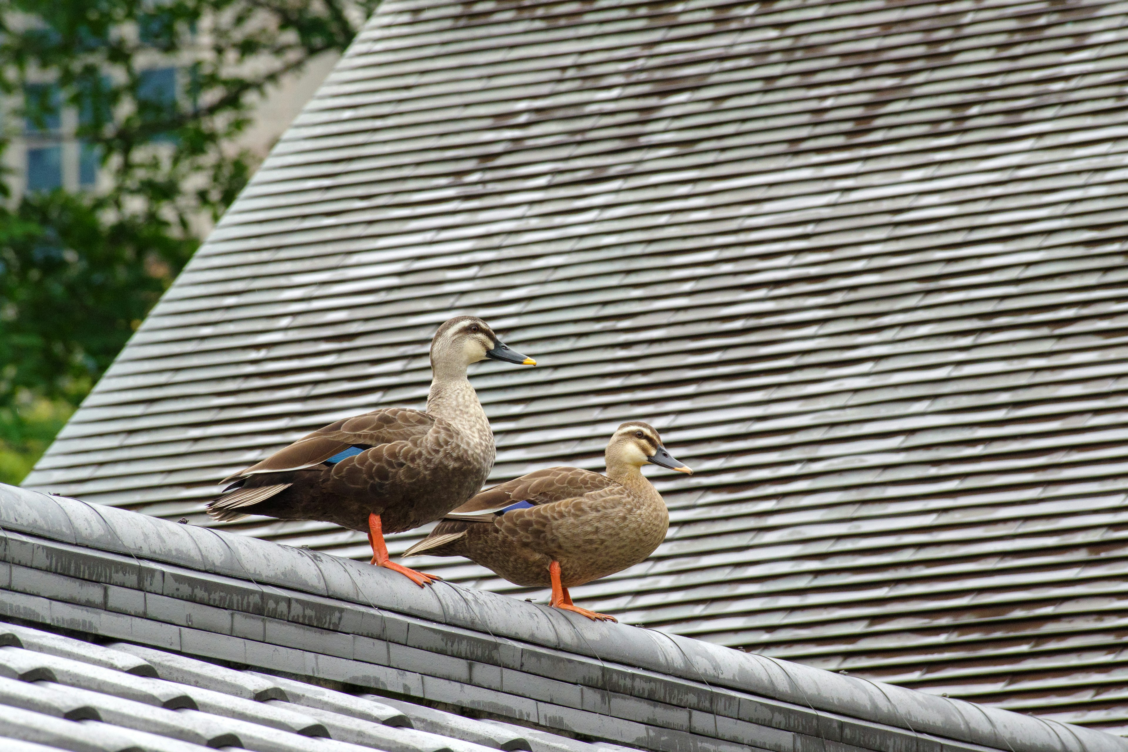 Two ducks standing on a roof