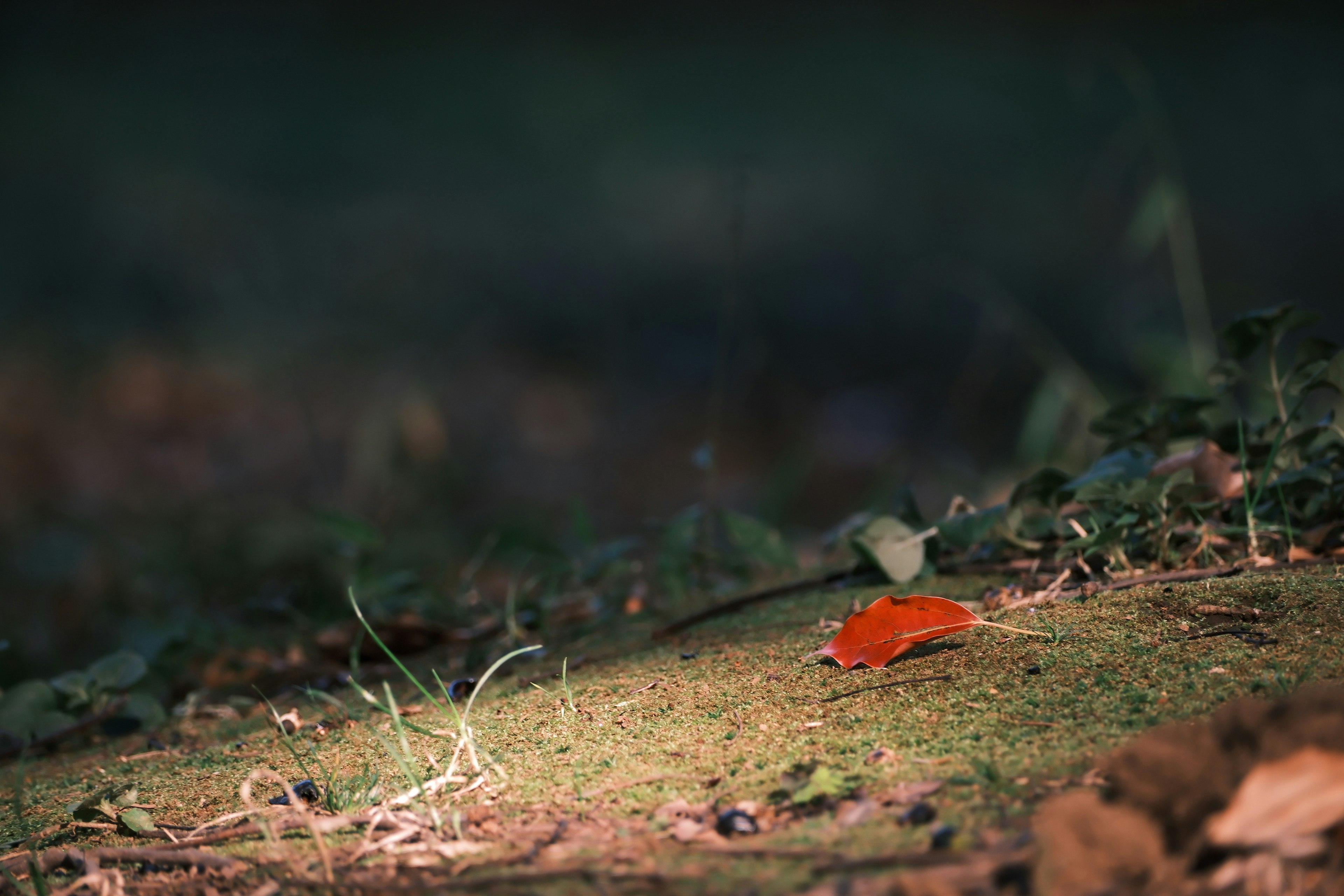 Daun oranye cerah di atas rumput hijau di bawah cahaya lembut