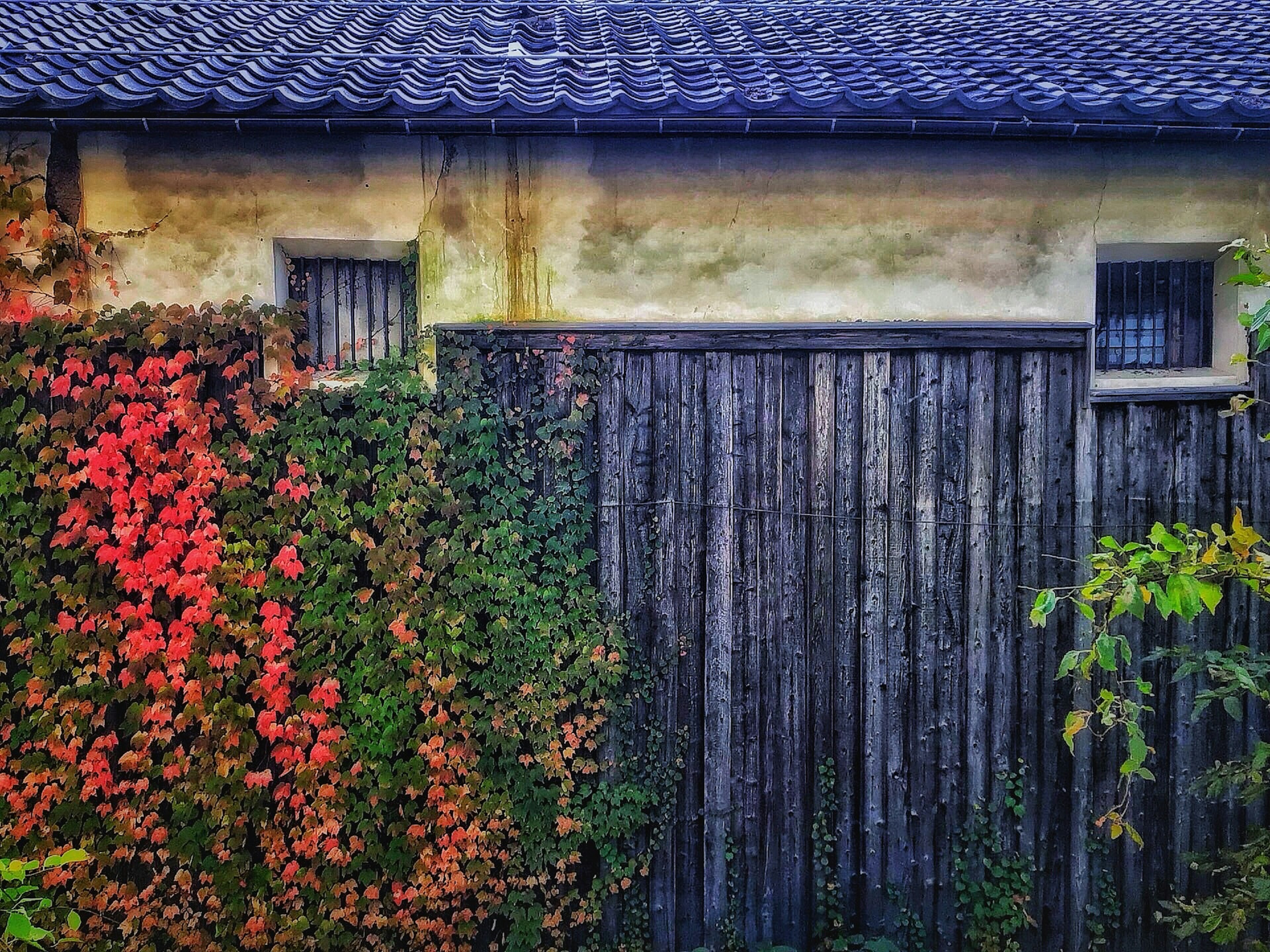 Un bâtiment rustique avec une clôture en bois recouverte de vignes colorées et un mur texturé