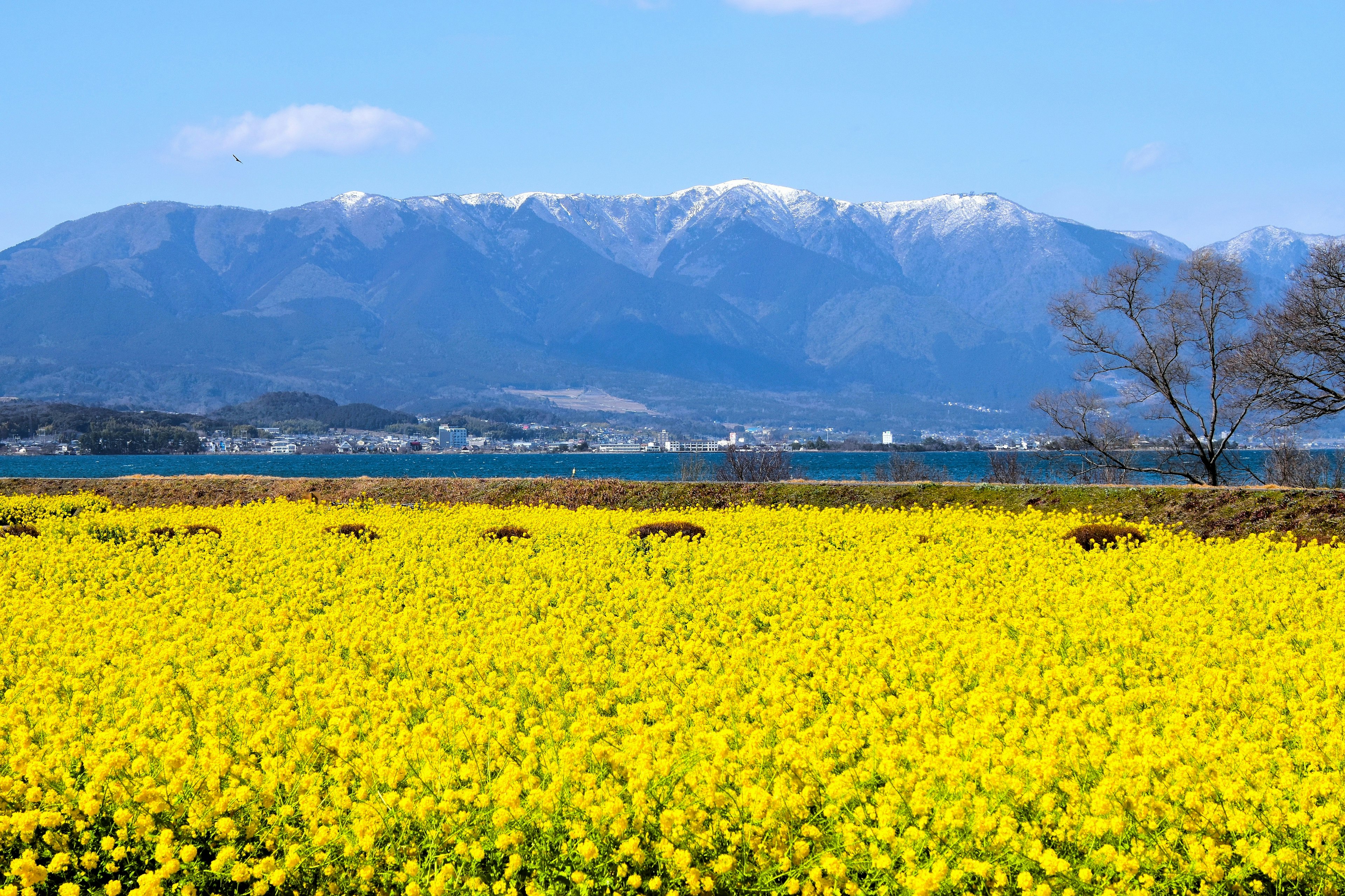 Champs de fleurs de colza jaunes sous un ciel bleu clair avec des montagnes enneigées en arrière-plan