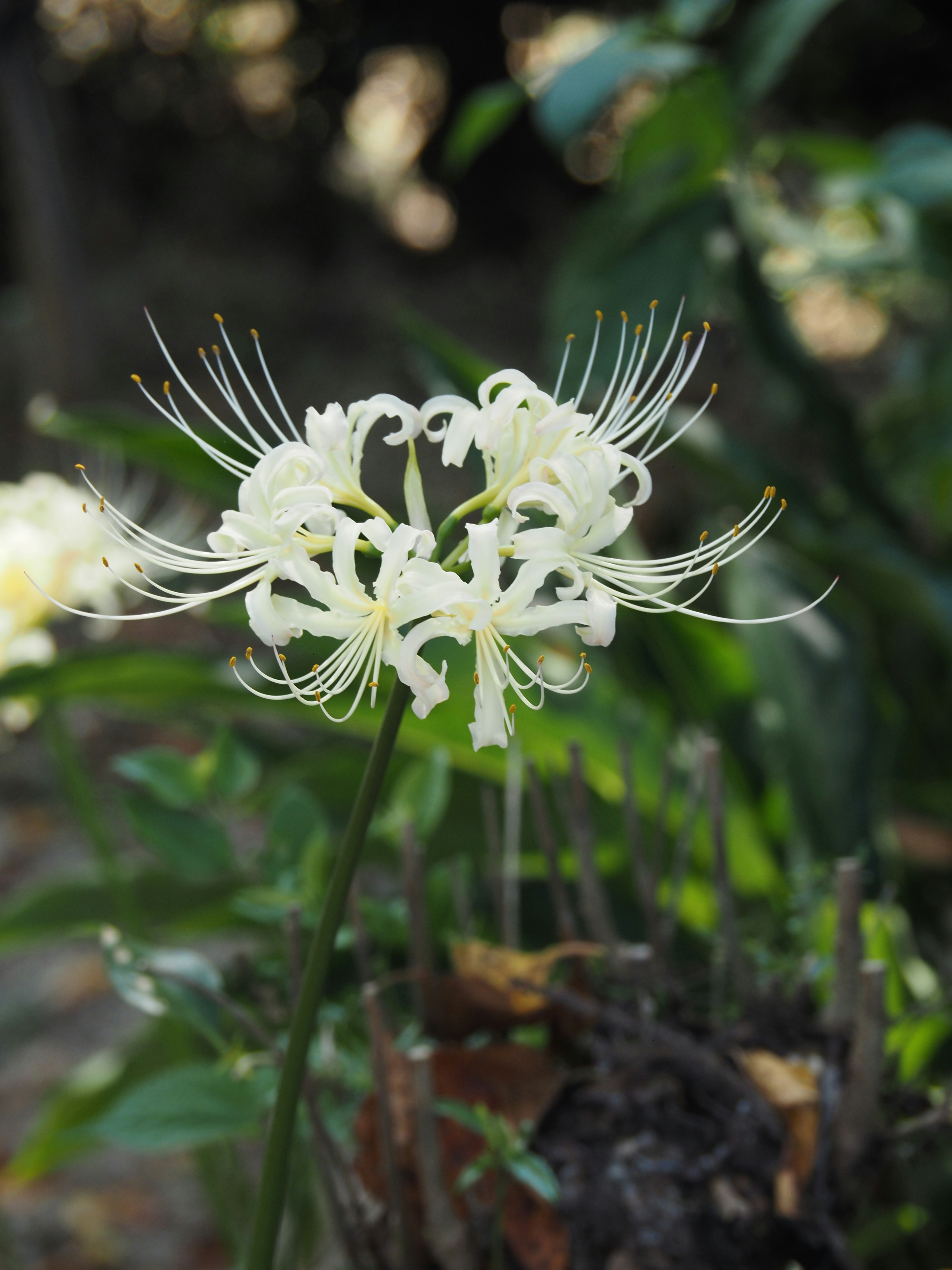 Eine auffällige weiße Blume einer Spinnenlilie mit langen, schlanken Blütenblättern, die nach außen strahlen