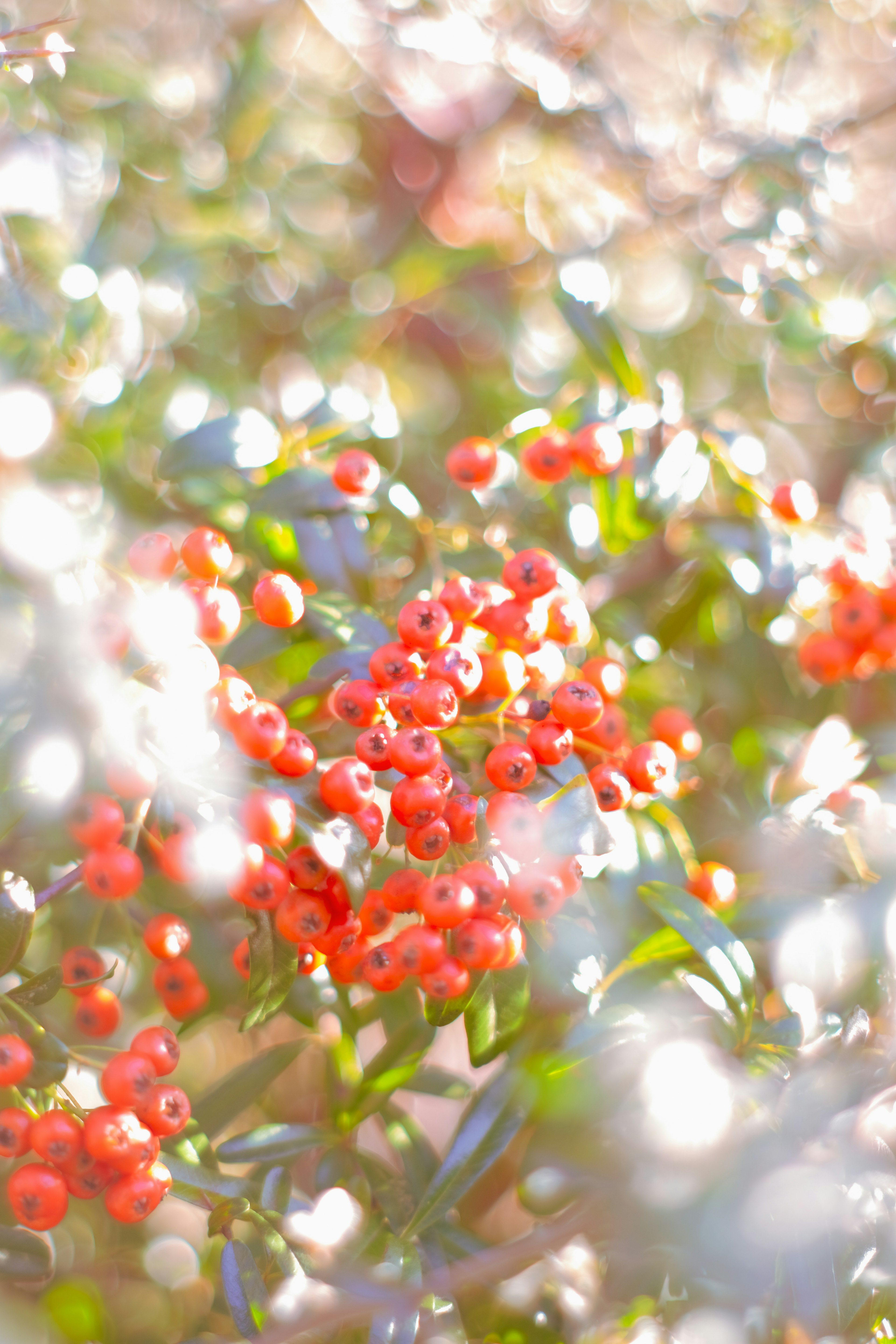 赤い実が目立つ柔らかな背景の植物