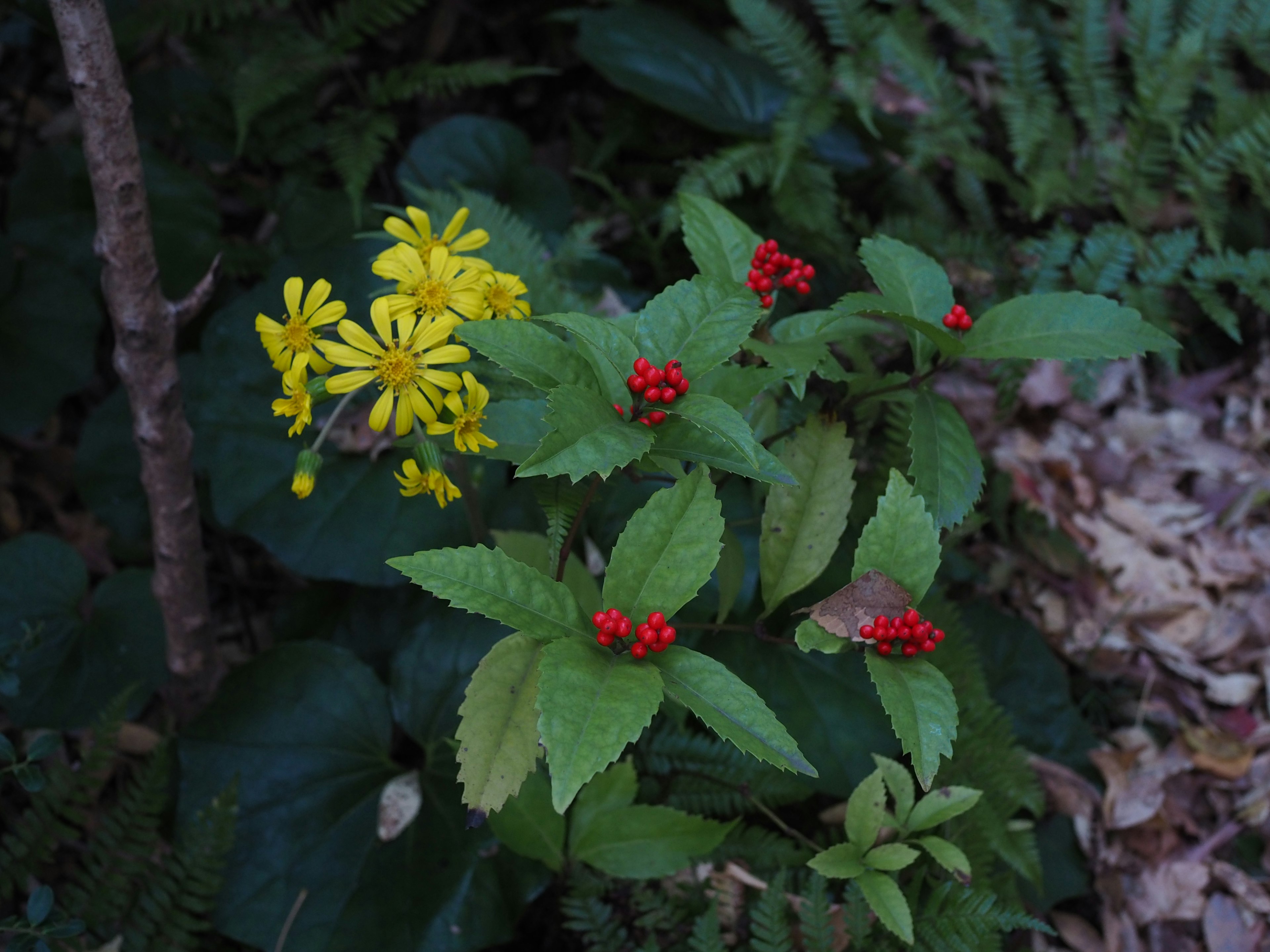 緑の葉に囲まれた黄色い花と赤い実の植物