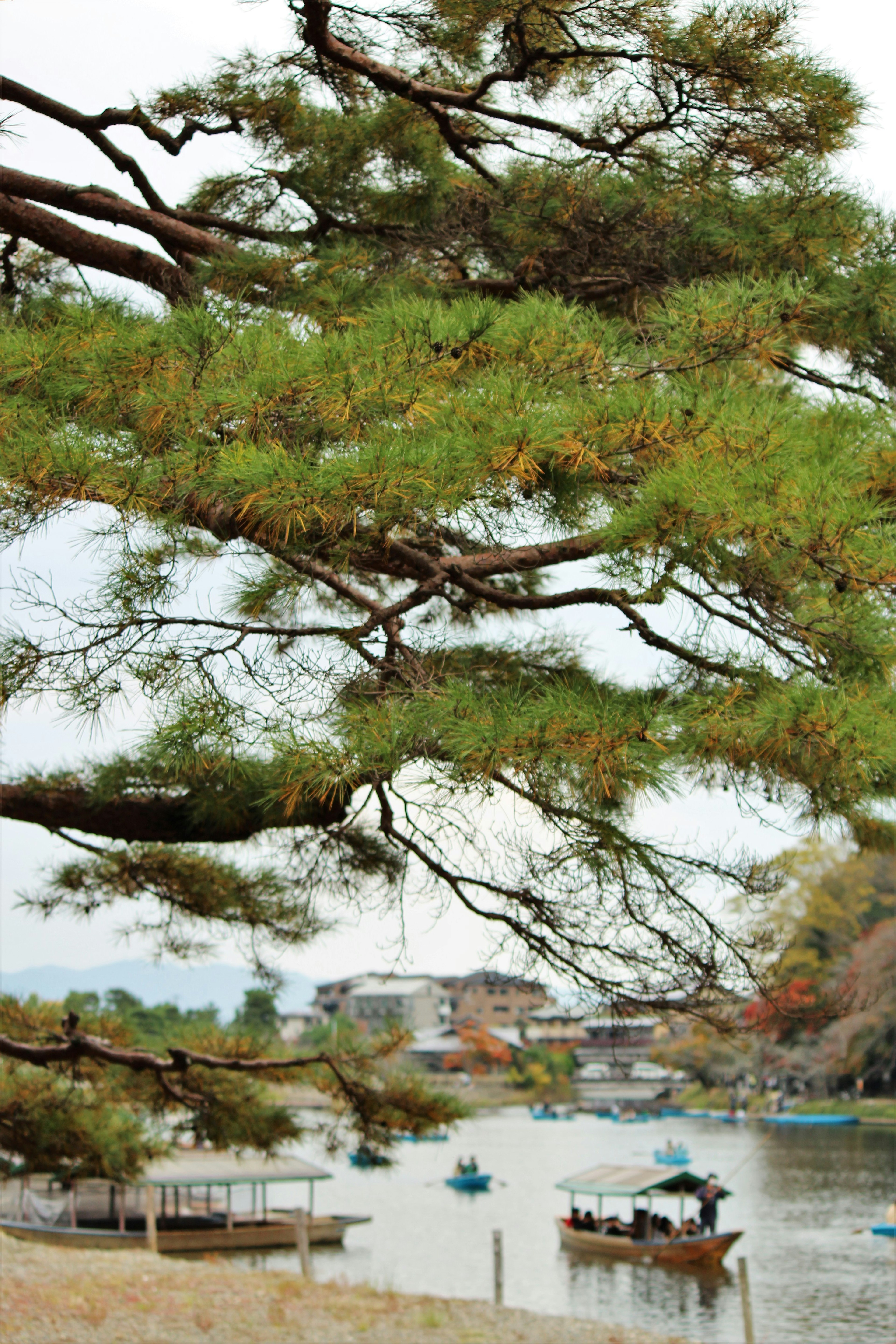 松樹枝框住寧靜的河流景觀