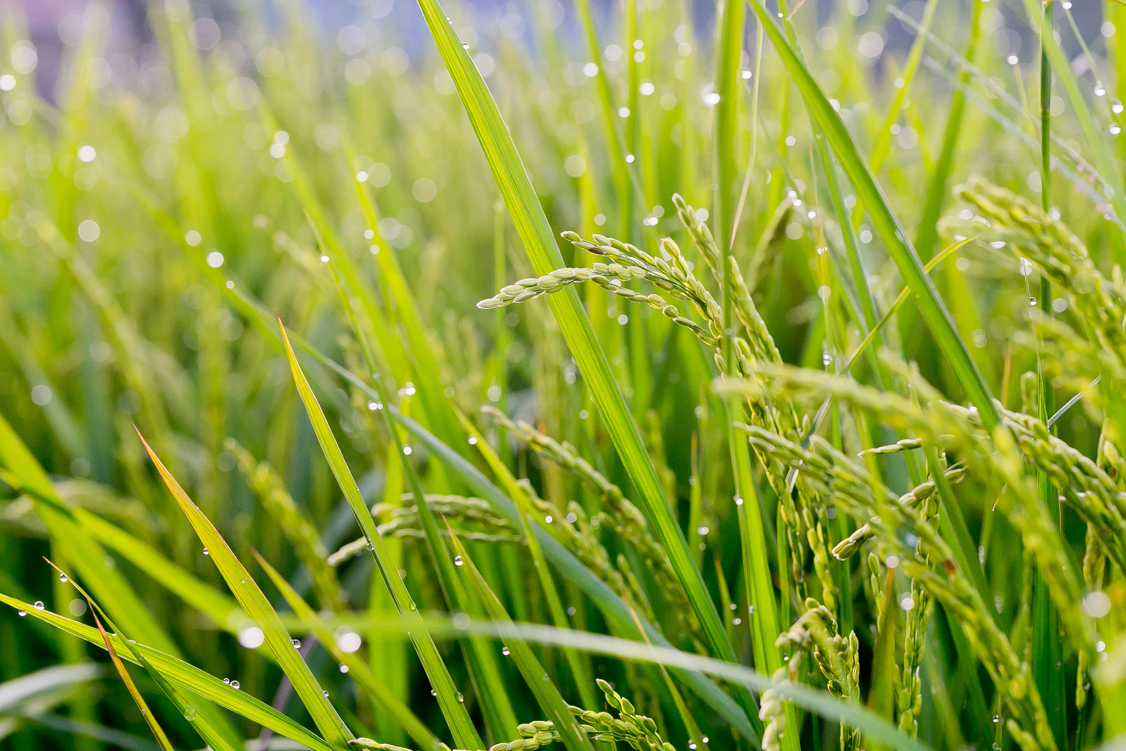 Gros plan de plants de riz verts avec des gouttes d'eau