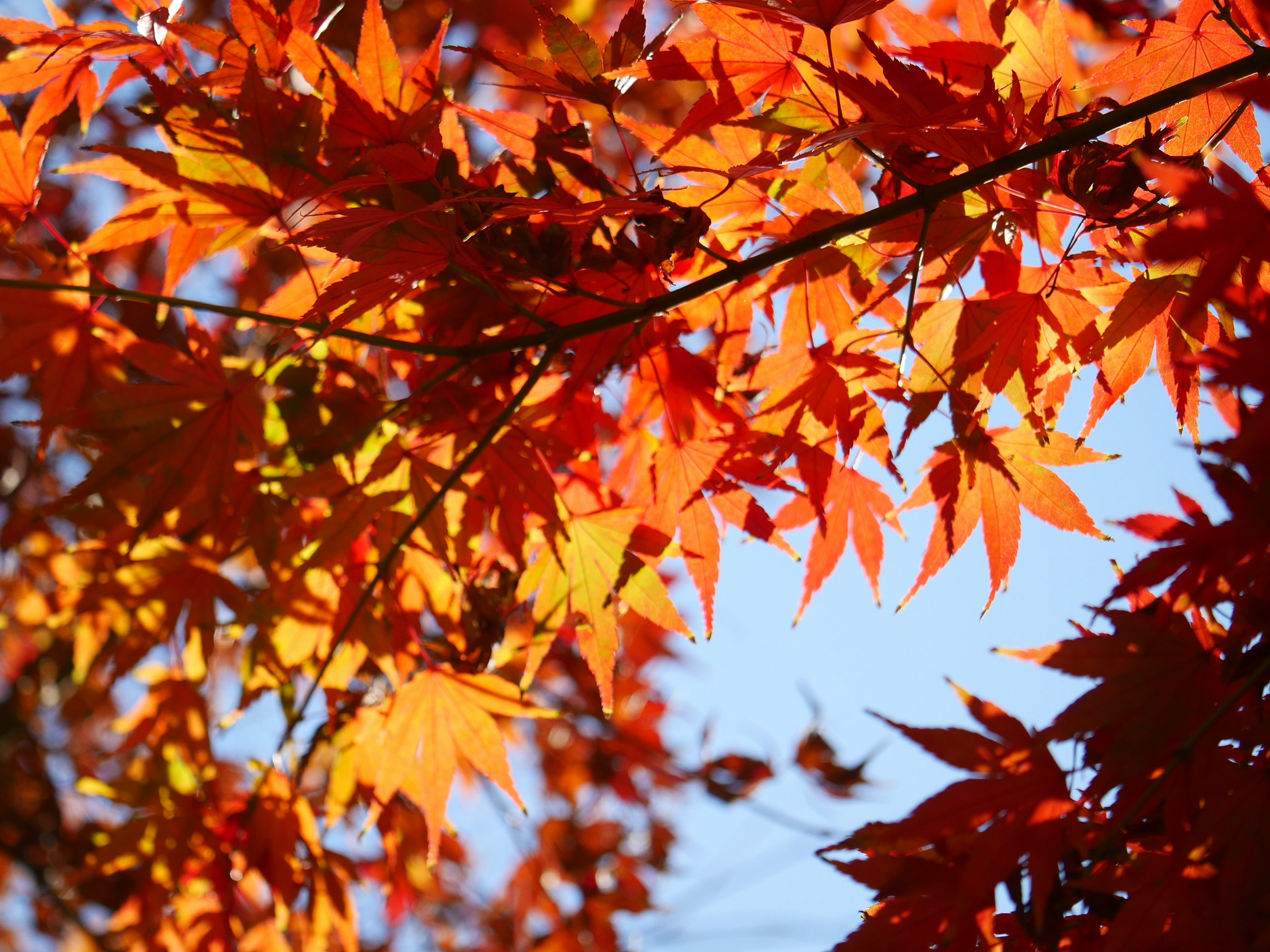 Vibrant orange leaves against a blue sky in an autumn scene