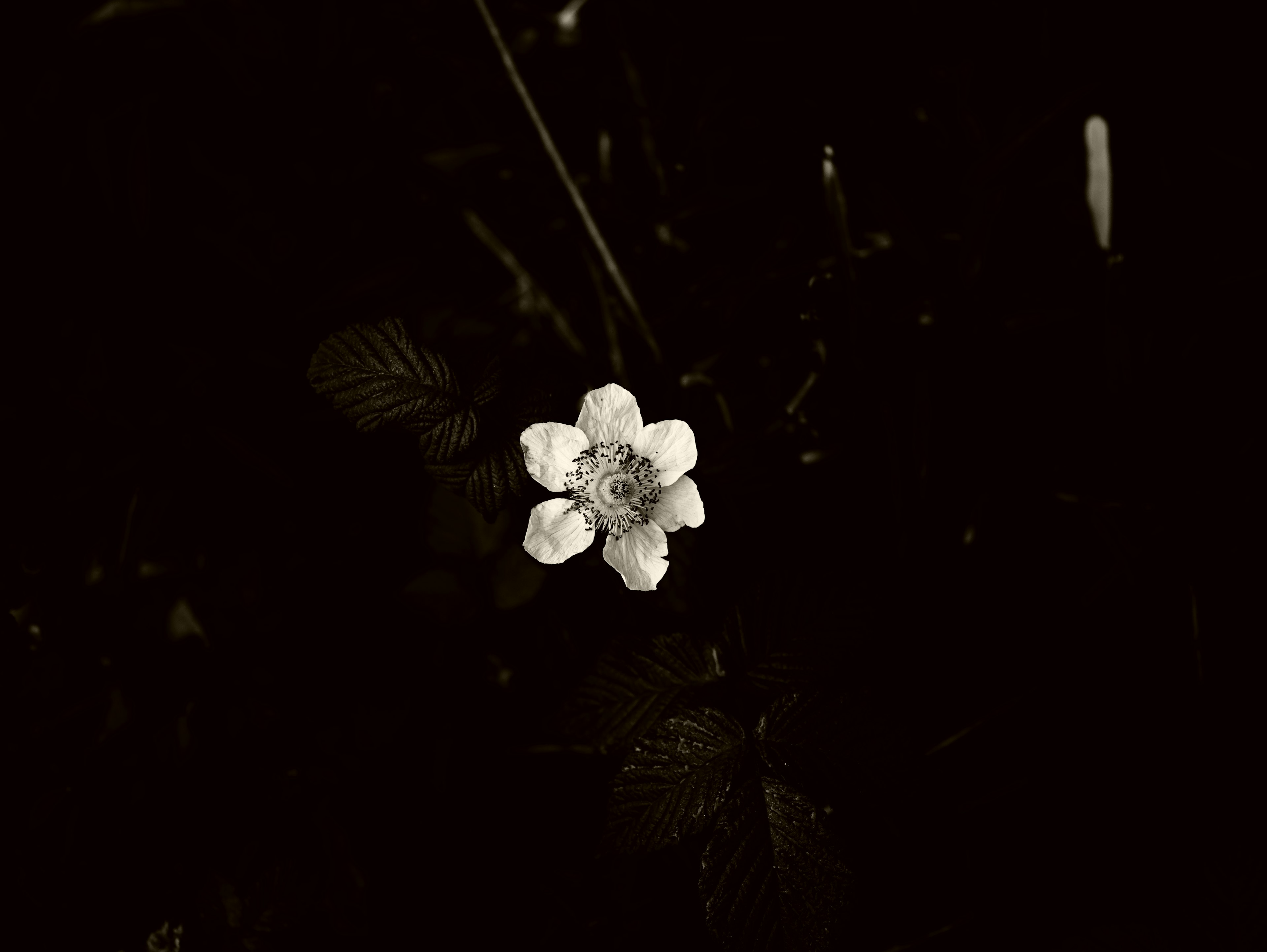 Nahaufnahme einer weißen Blume vor einem dunklen Hintergrund