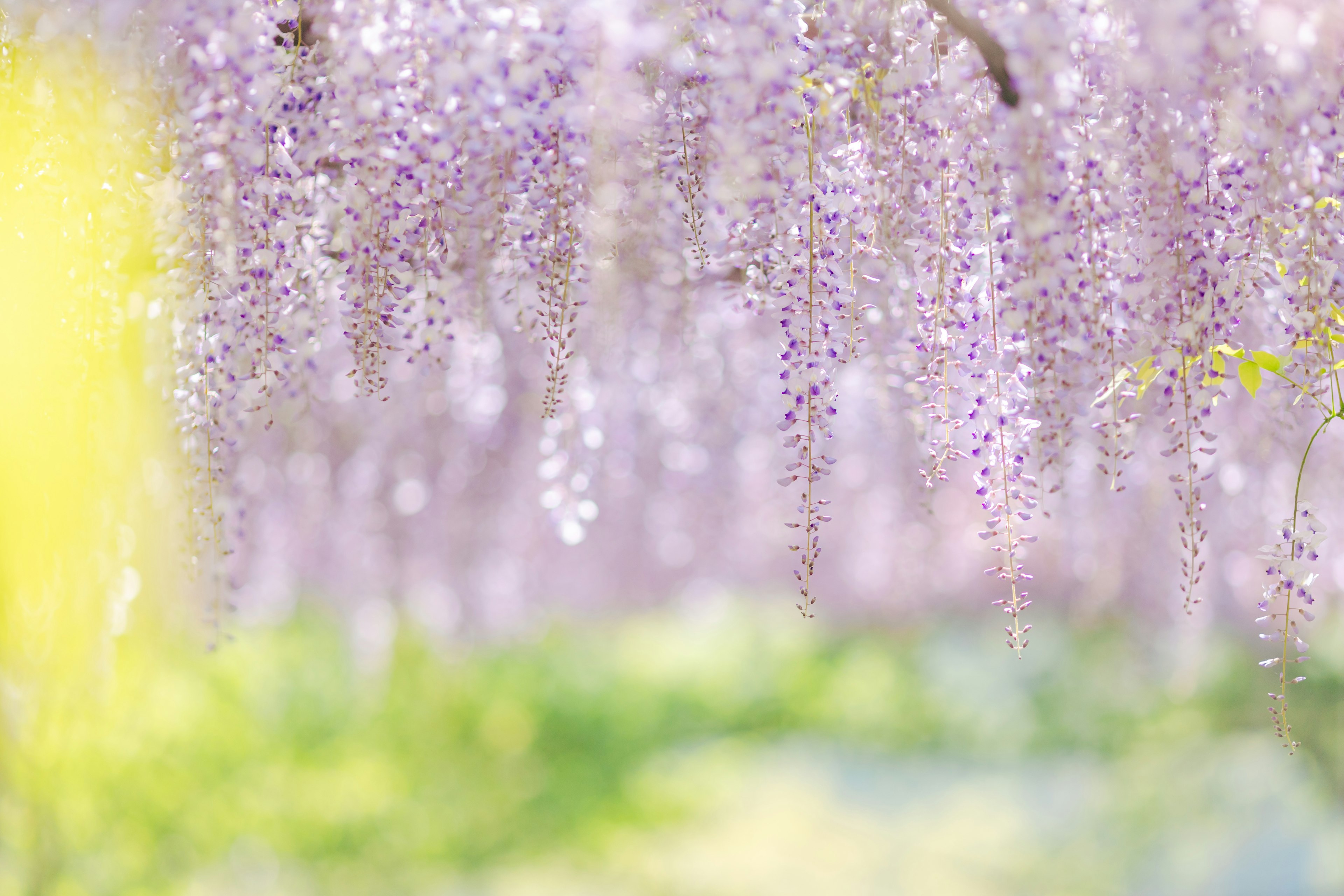 Bellissimo scenario di fiori di glicine viola che pendono