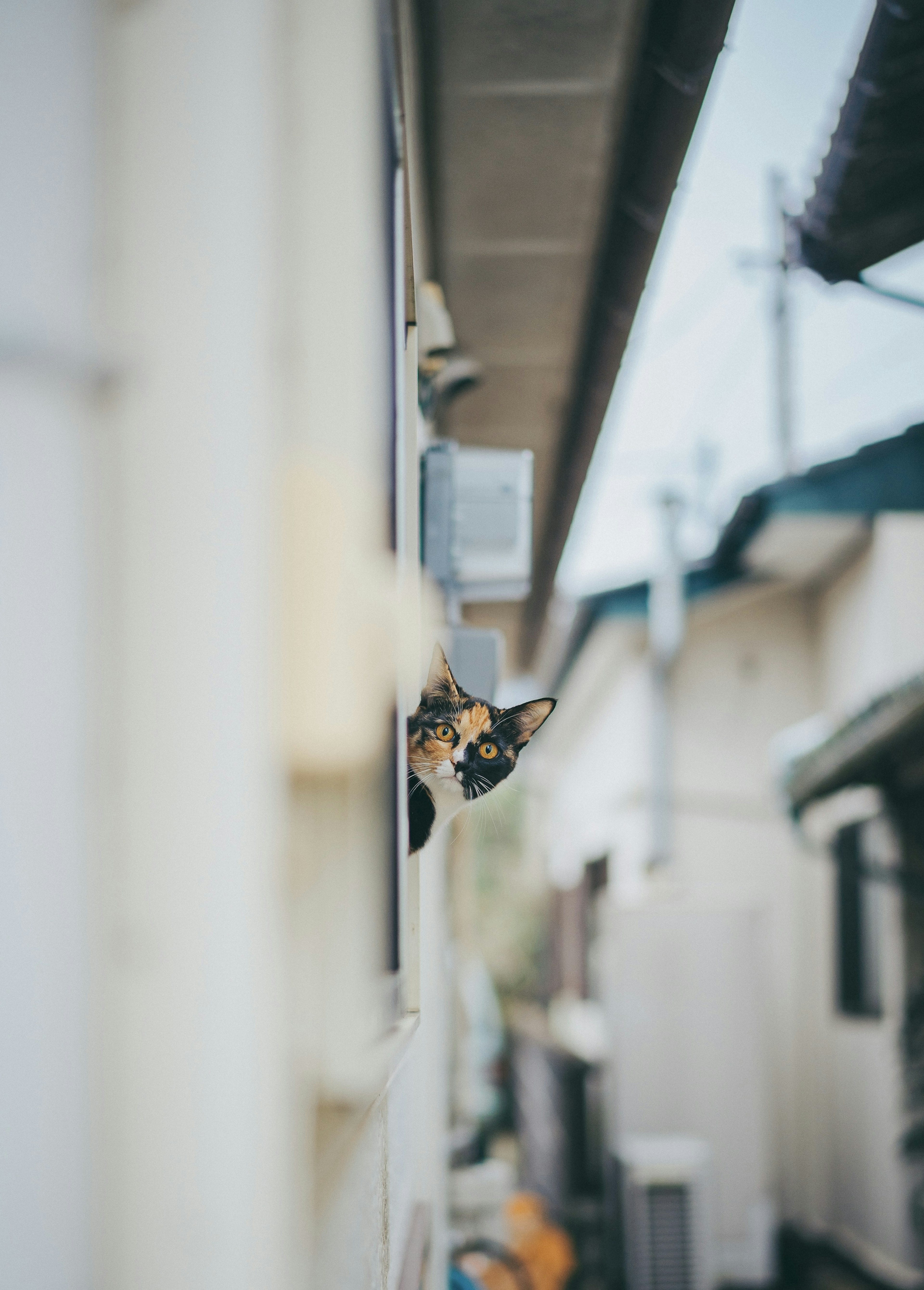 Calico cat peeking out from a wall of a house