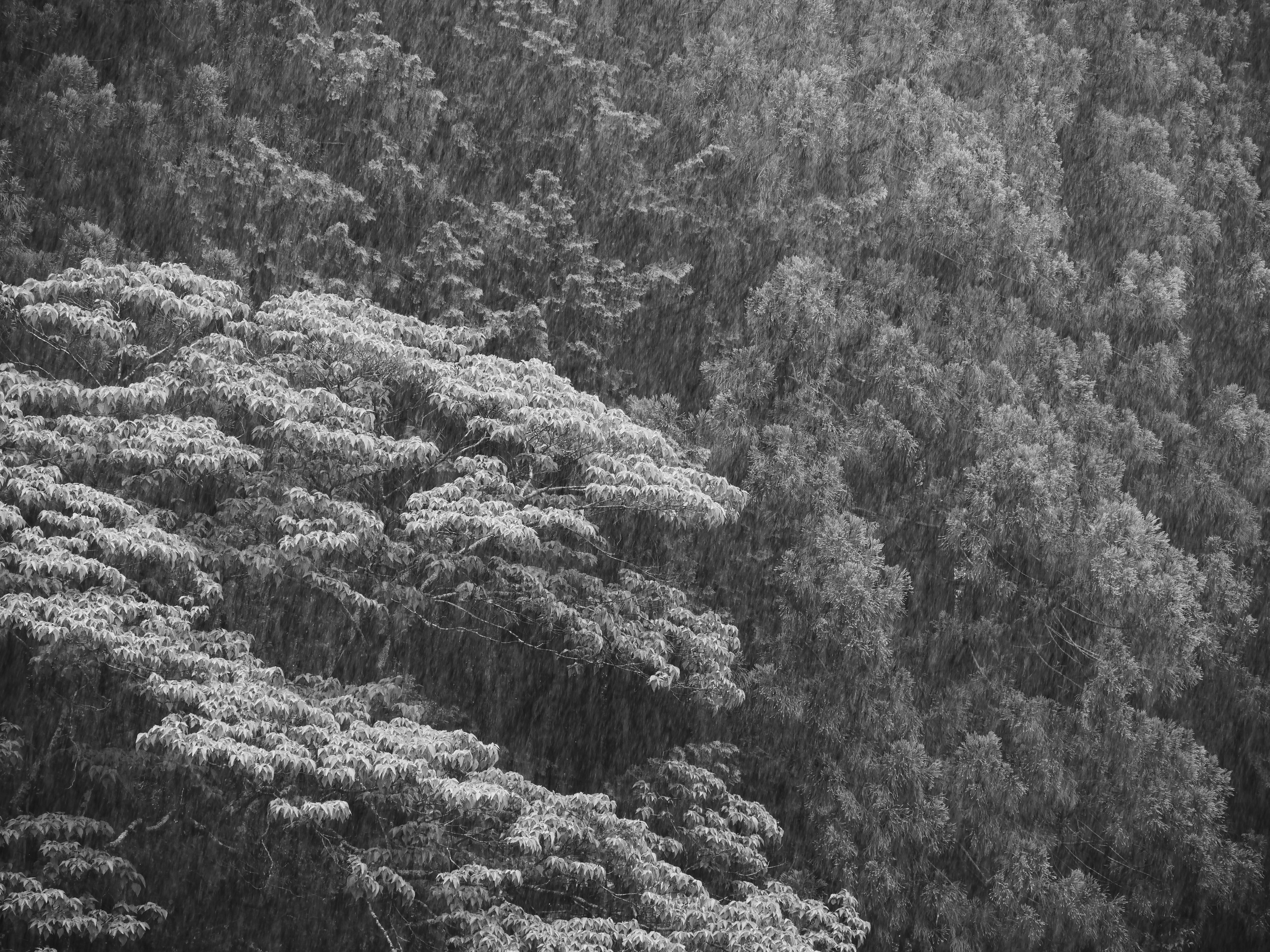 雨に濡れた木々の緑と霧のような背景