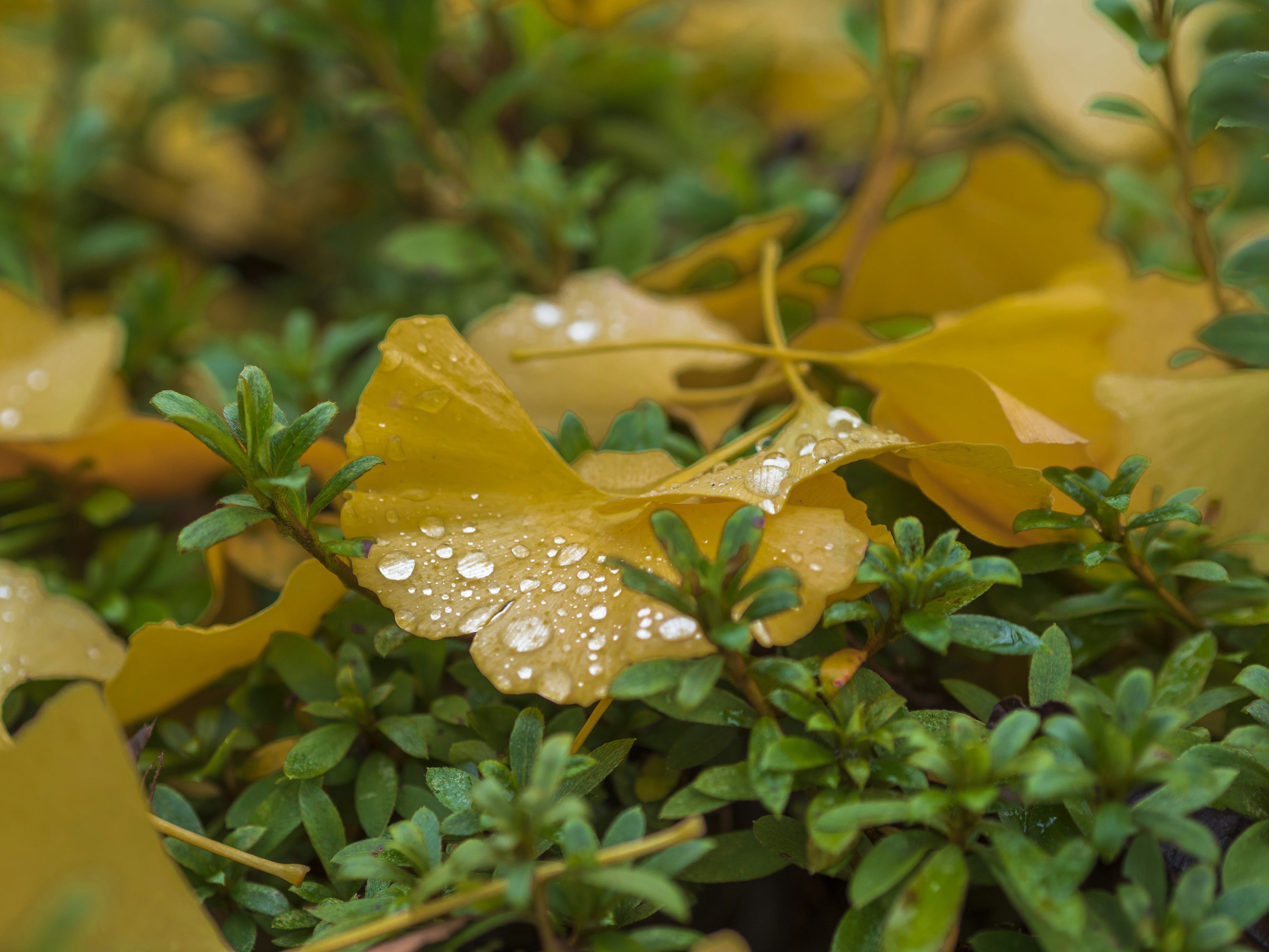 Close-up daun kuning dengan tetesan air di dedaunan hijau