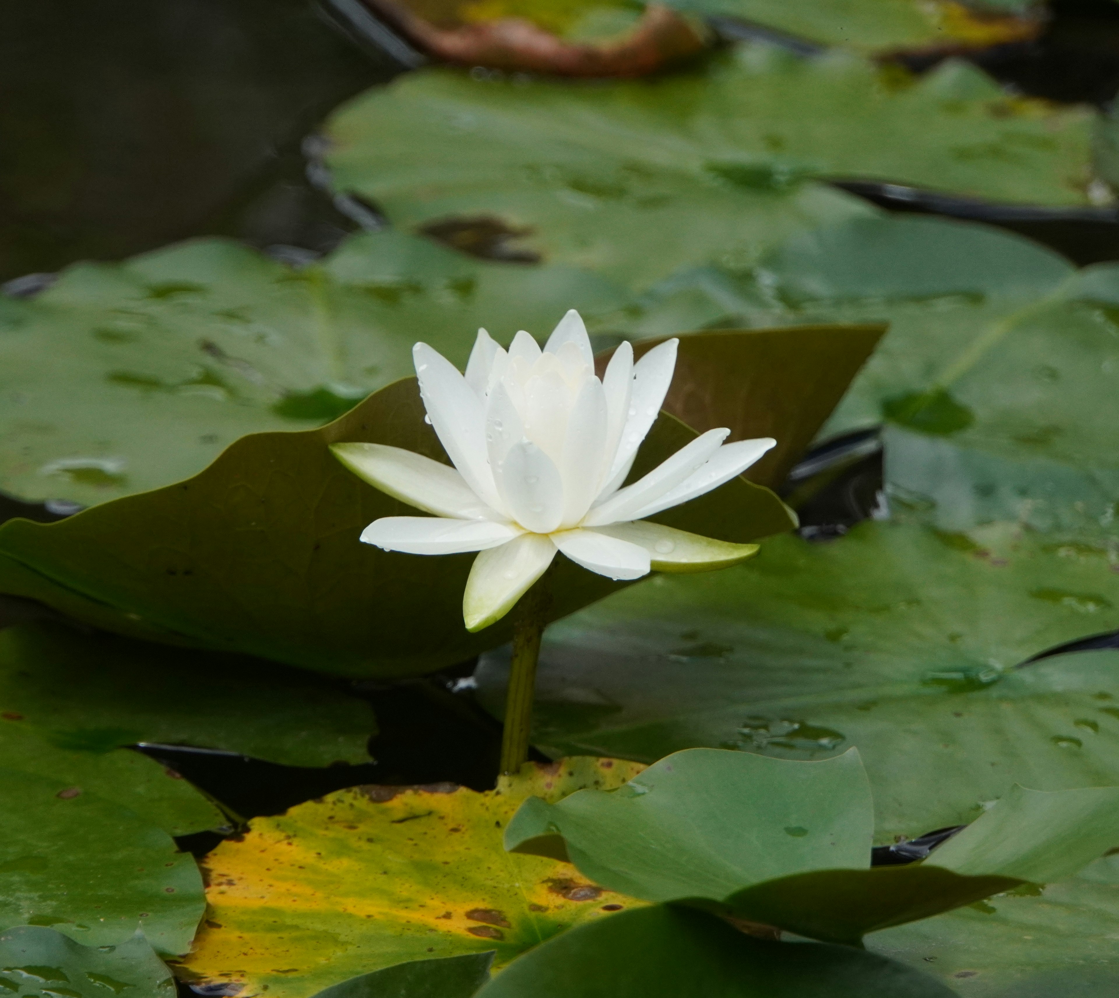 Eine weiße Seerose, die auf grünen Seerosenblättern schwimmt