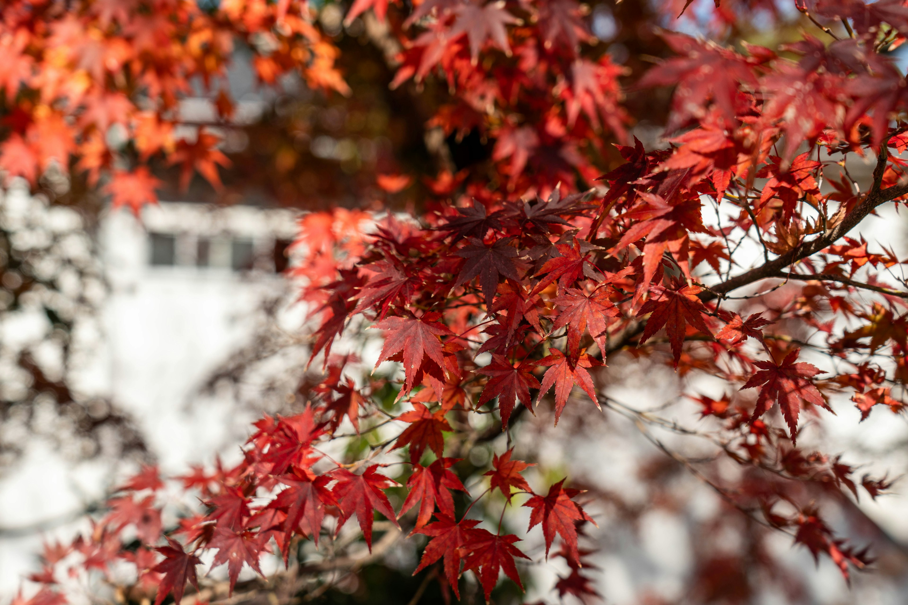 Branche d'érable avec des feuilles rouges vives sur un fond flou