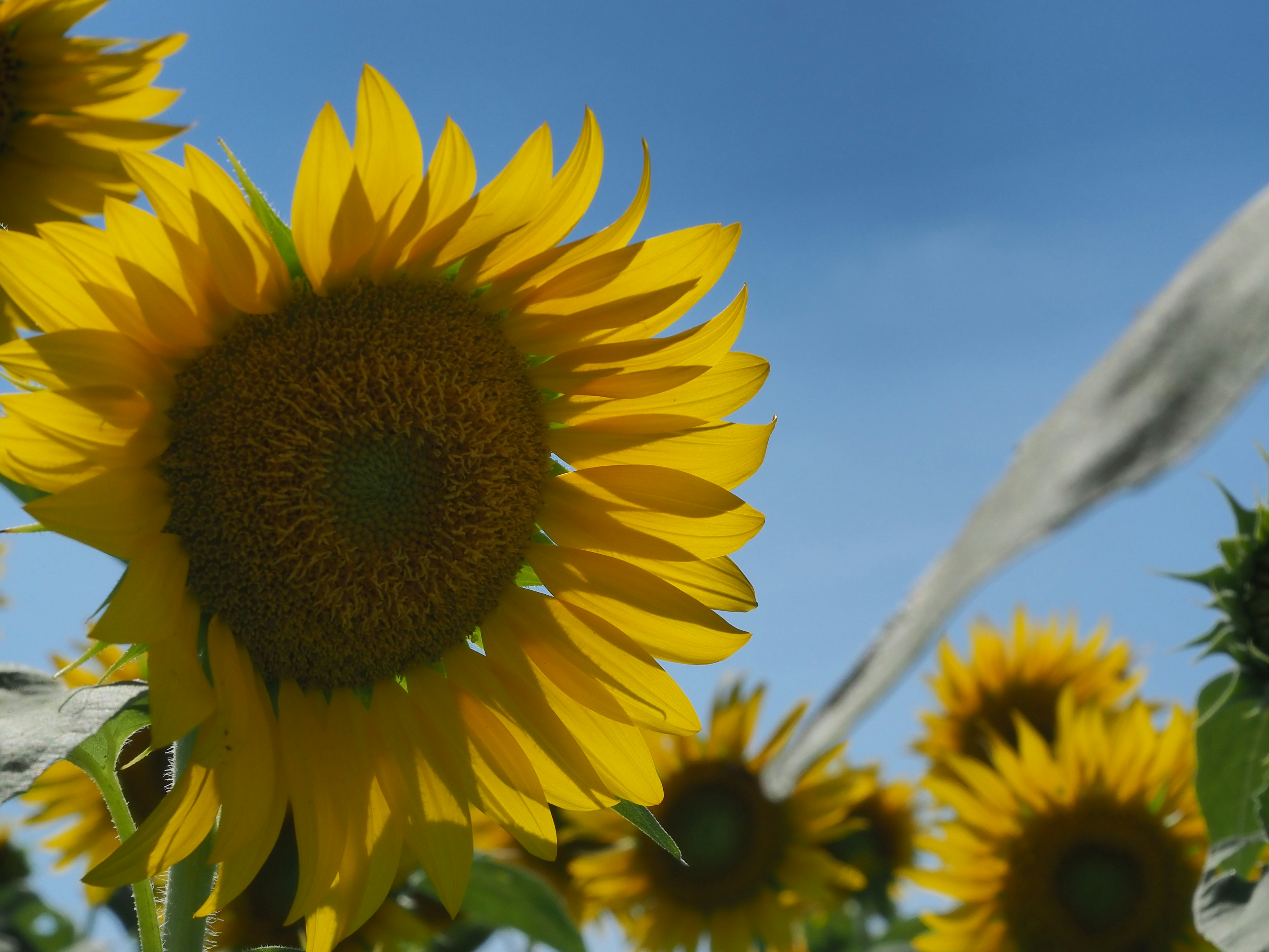 Bright landscape with sunflowers blooming under a blue sky