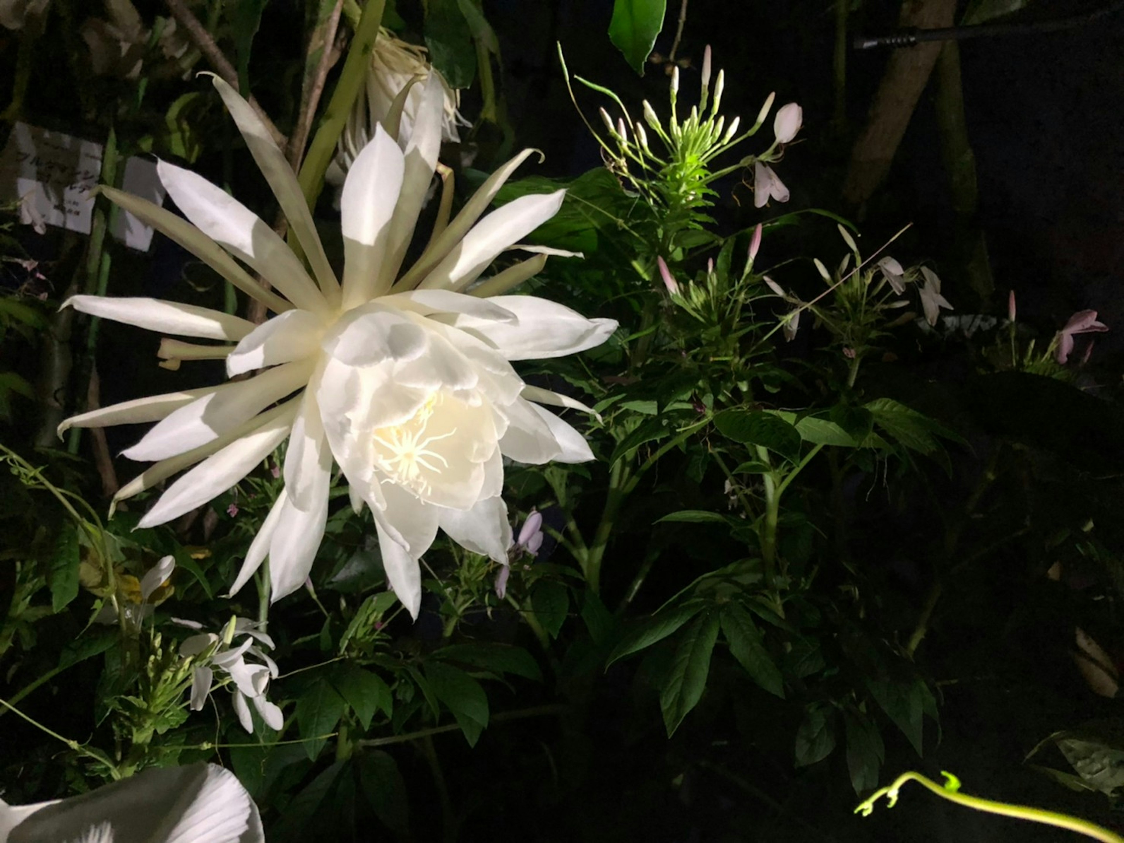 白い花と緑の葉が特徴的な植物の夜の景観