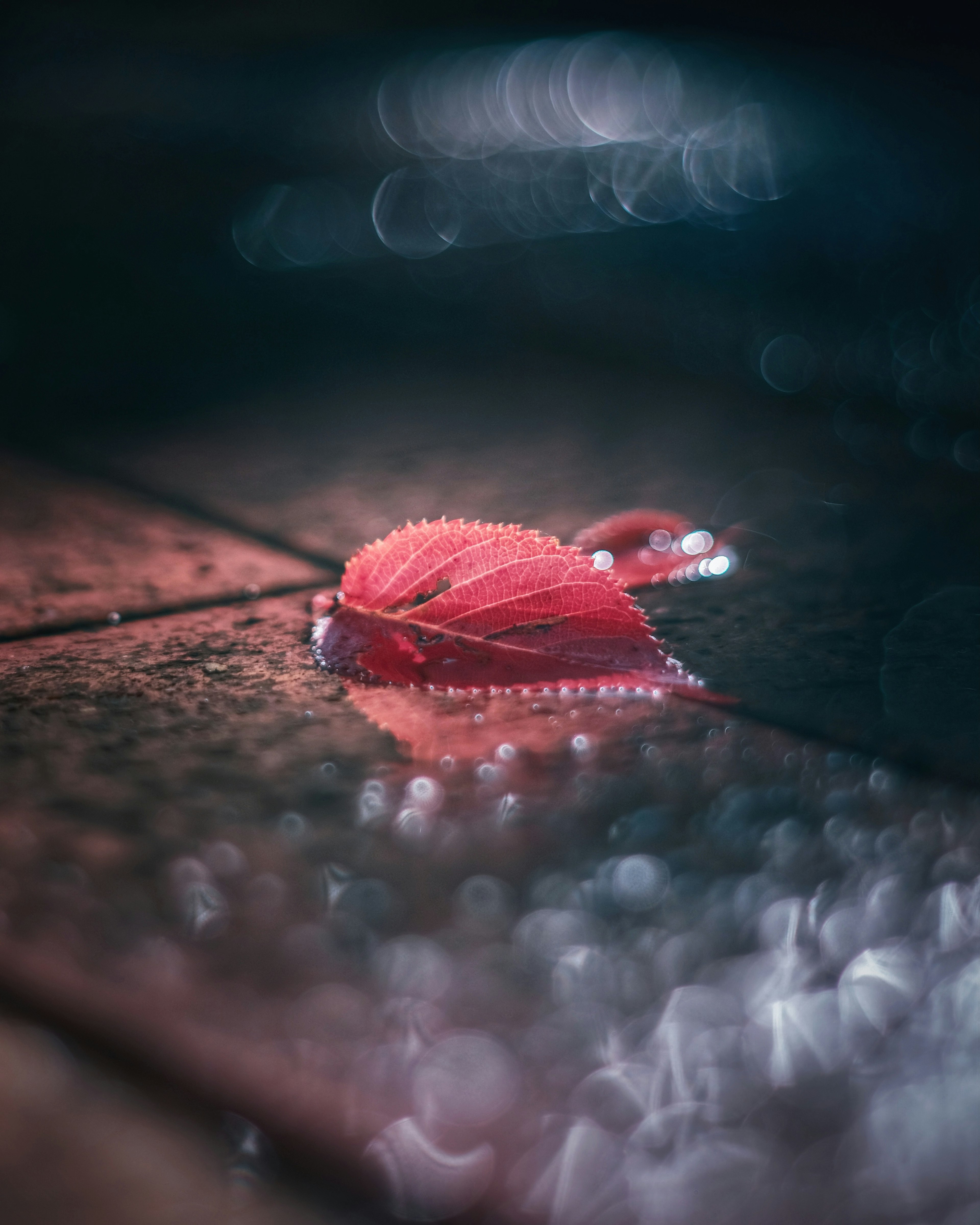 Feuille rouge reposant sur un pavé humide avec des gouttes de pluie floues en arrière-plan