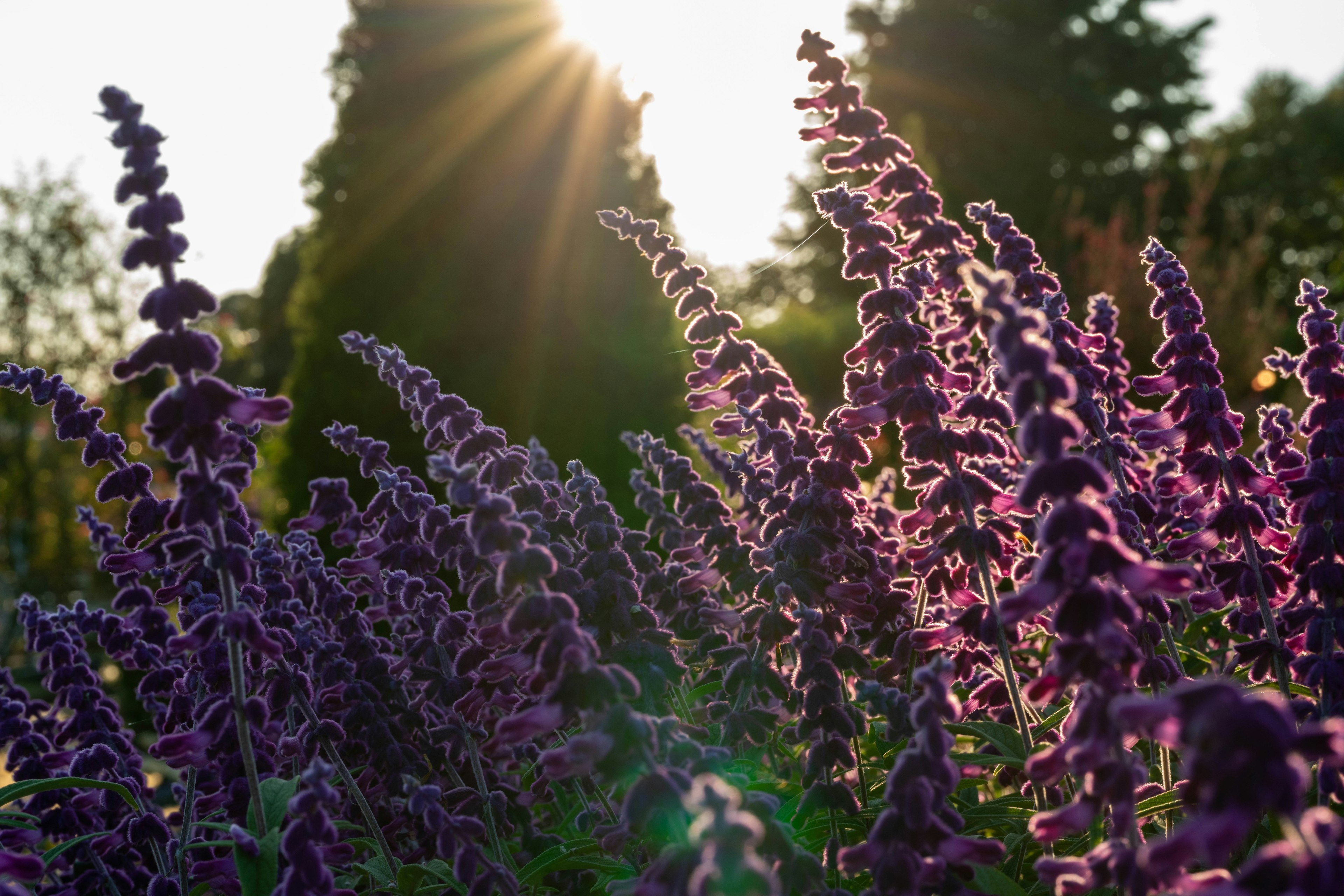 Vibrant purple flowers in a garden with sunlight shining through