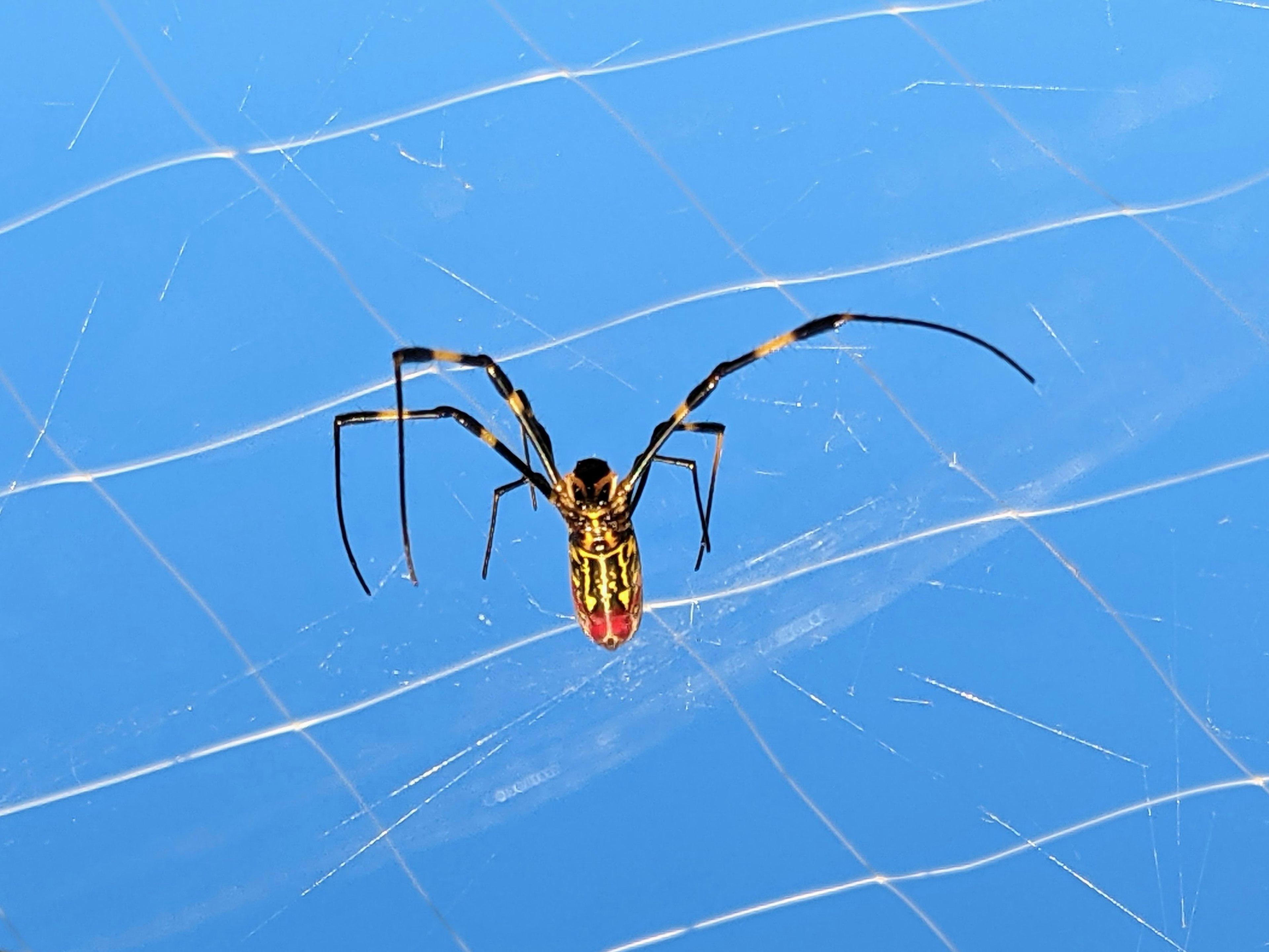 Araña amarilla en una telaraña sobre fondo azul