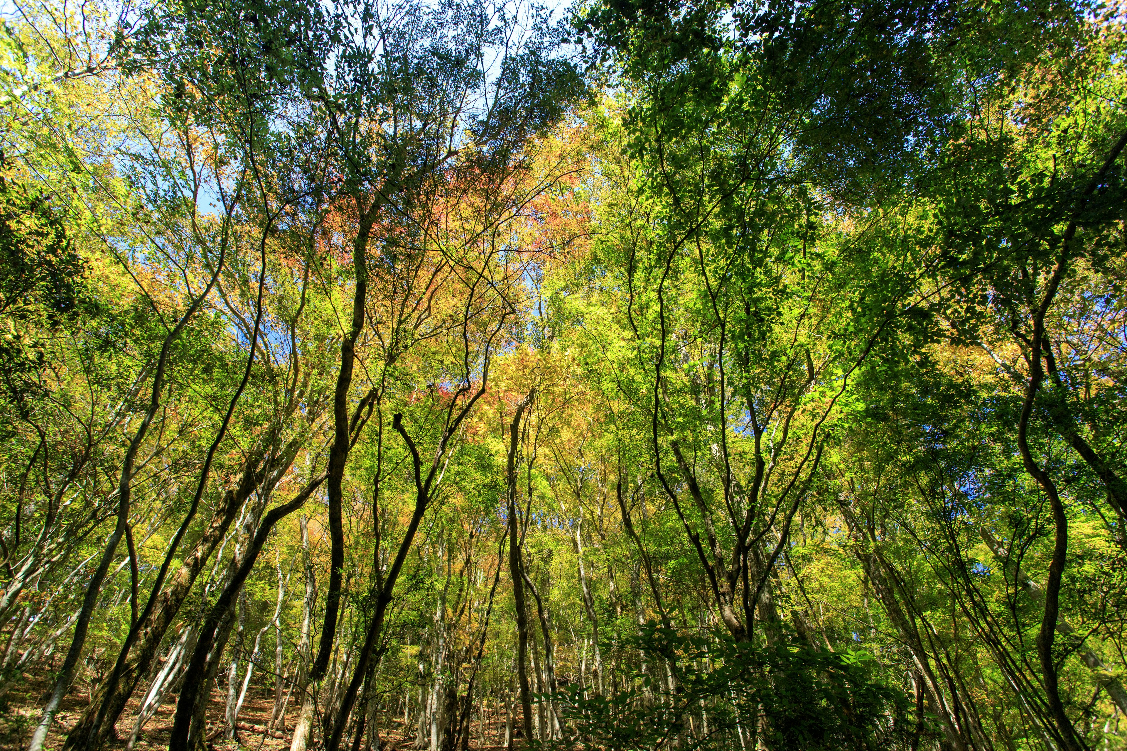 Paesaggio forestale con alberi verdi vivaci e accenni di colori autunnali