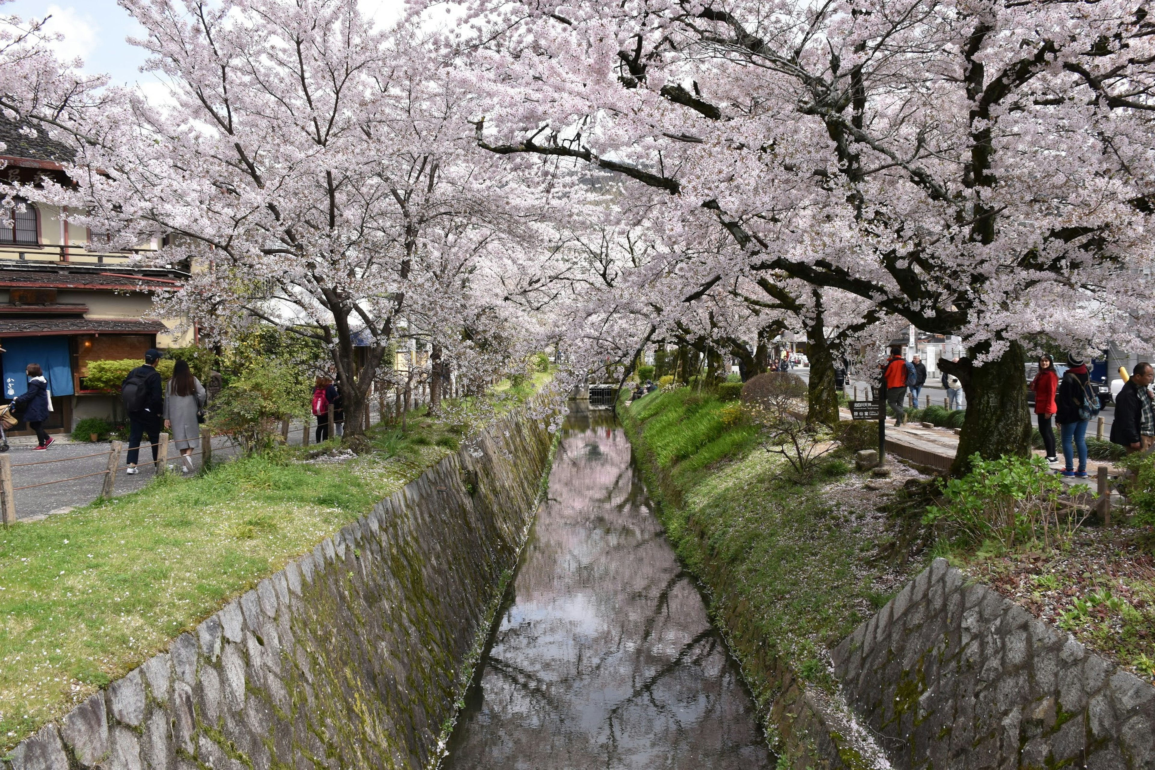 桜並木が川沿いに広がる風景 人々が散策する春の光景